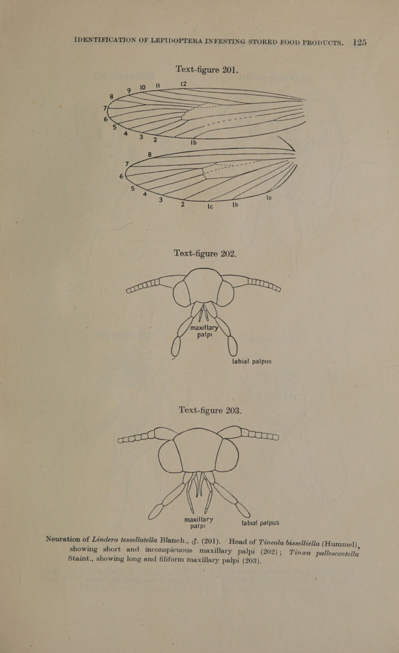 Text-figure 201. »  Text-figure 203. maxillary palpi labial palpus Neuration of Lindera tessellatella Blanch., 3. (201). Head of Tineola bissellieila (Hummel) showing short and inconspicuous maxillary palpi (202) ; Staint., showing long and filiform maxillary palpi (203). &gt; Tinxa pallescentella