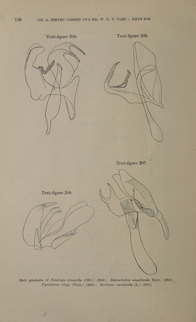 : 2 ~ 4 ! ‘ . ‘ ‘ 126 DR. A. STEVEN CORBET AND MR. W. H. T. TAMS » KEYS FOR ; Text-figure 204. Text-figure 205.  Male genitalia of Sitotroga cerealella (Oliv.) (204); Batrachedra amydraula Meyr. (205).