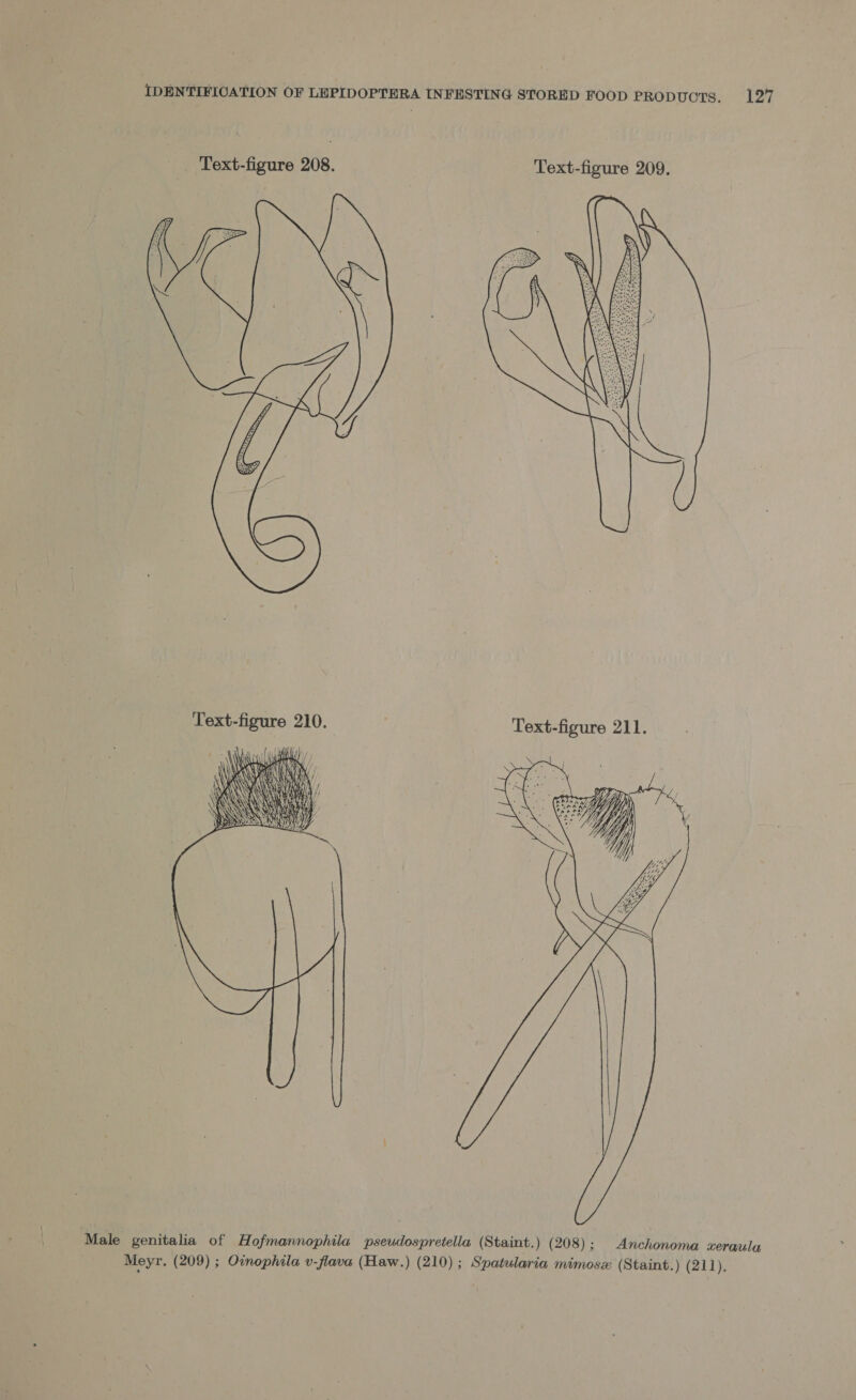 Text-figure 208. Text-figure 209.    Text-figure 210. ‘Text-figure 211. \\ Var al a Soe hes. 3 \y \ \y NK bs i i! ; r ee iy “  “Y iY po Male genitalia of Hofmannophila pseudospretella (Staint.) (208); Anchonoma xerauly Meyr. (209) ; Oinophila v-flava (Haw.) (210); Spatularia mimosex (Staint.) (211),