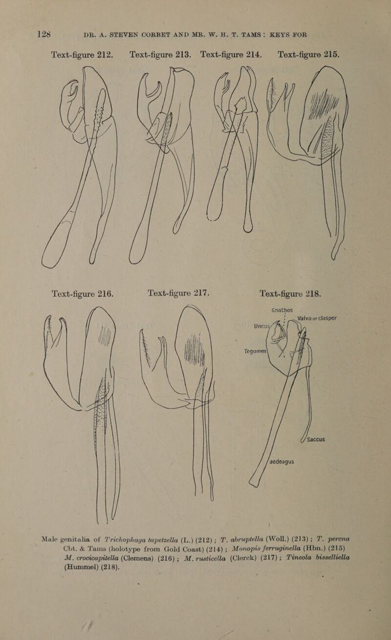 Text-figure 212. Text-figure 213. Text-figure 214. Text-figure 215.  Text-figure 216. Text-figure 217. _ Text-figure 218. Valva or clasper  Male genitalia of Trichophaga tapetzella (L.) (212); 1. abruptella (Woll.) (213); 7. perena Cbht. &amp; Tams (holotype from Gold Coast) (214) ; Monopis ferruginella (Hbn.) (215) M. crocicapitella (Clemens) (216); M. rusticella (Clerck) (217); Twneola bissellrella (Hummel) (218).