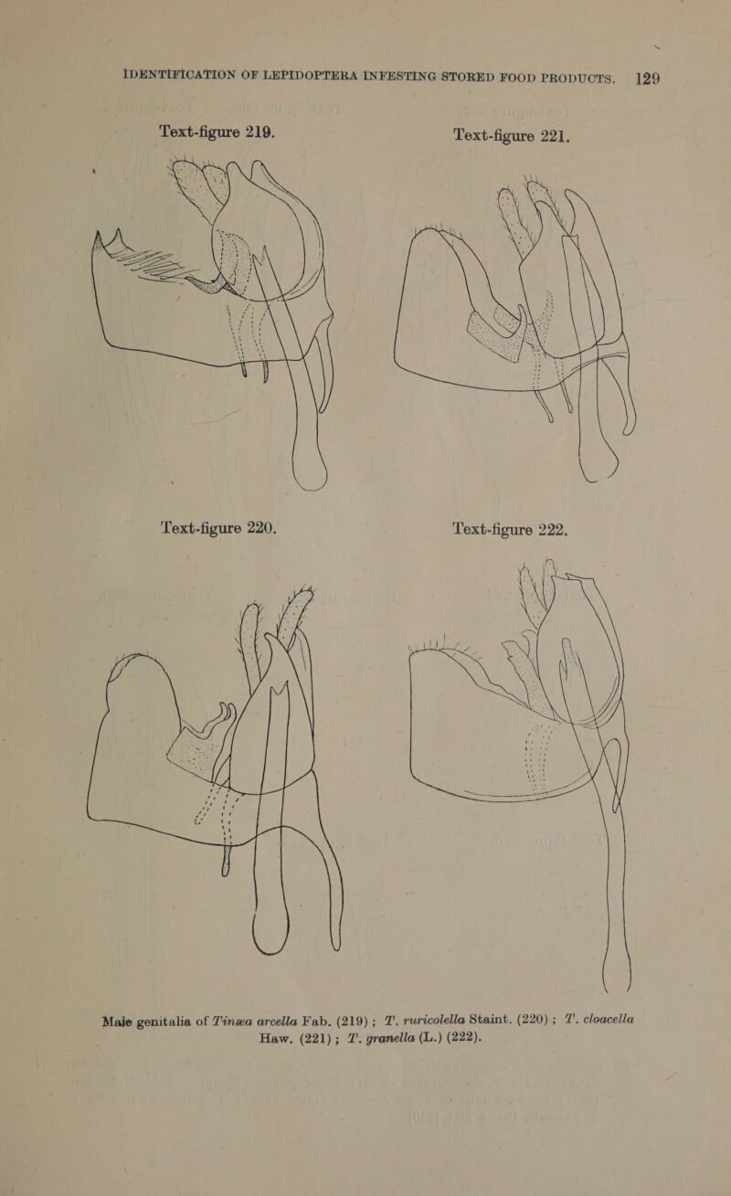 ~ IDENTIFICATION OF LEPIDOPTERA INFESTING STORED FOOD PRODUCTS, 129 Text-figure 219. Text-figure 221. \     22 Jena - oe or \ | C Text-figure 220. Text-figure 222,  Male genitalia of Tinzxa arcella Fab. (219); T. ruricolella Staint. (220) ; 7’. cloacella Haw. (221); 7’. granella (L.) (222).