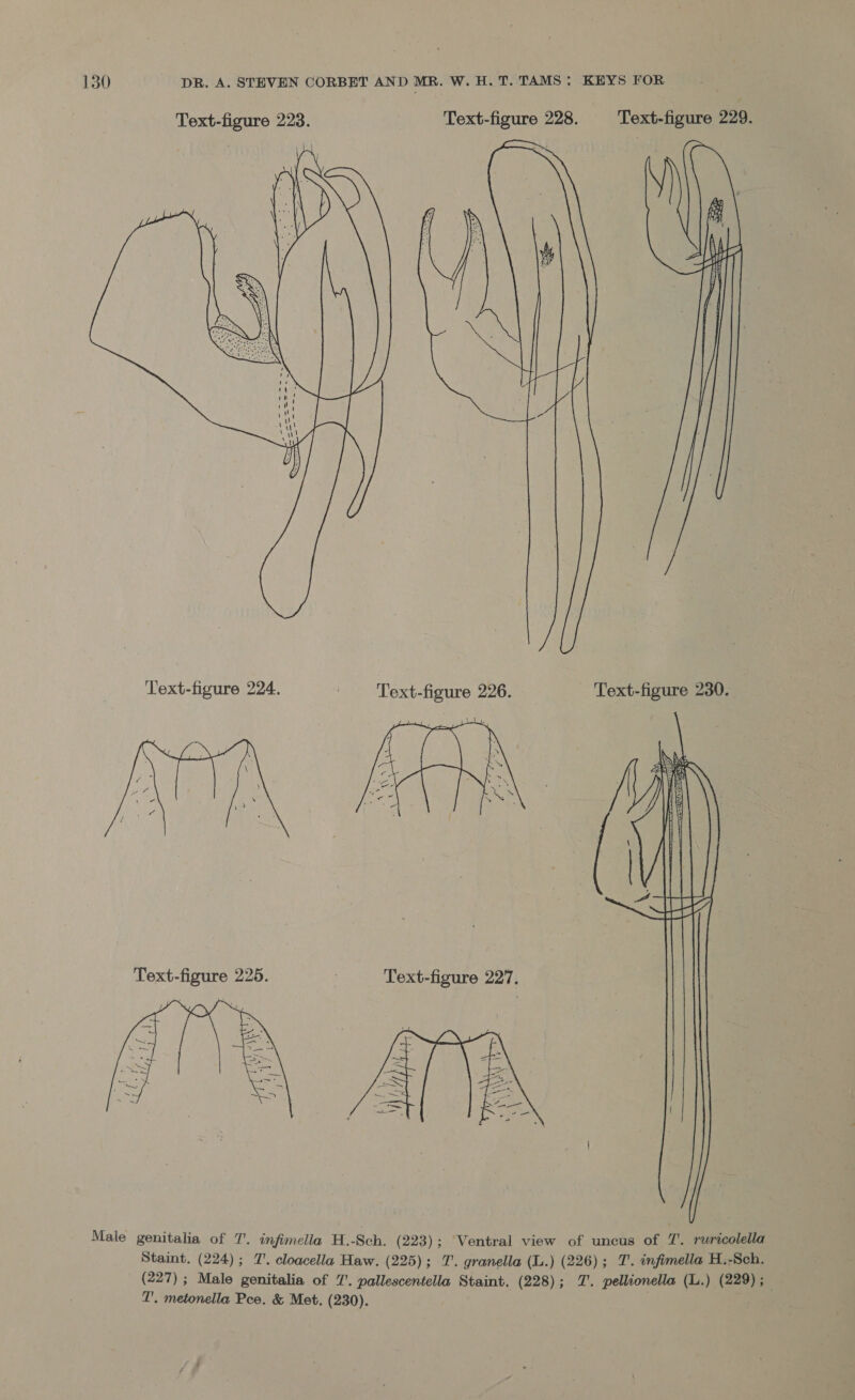 Text-figure 223. Text-figure 228. Text-figure 229.  Text-figure 224. | Text-figure 226. Text-figure 230.  Text-figure 225.  Male genitalia of 7. infimella H.-Sch. (223); Ventral view of uncus of 7. ruricolella Staint. (224); 7’, cloacella Haw. (225); 1’. granella (L.) (226) ; 7’. infimella H.-Sch. (227) ; Male genitalia of 7’. pallescentella Staint. (228); 7’. pellionella (L.) (229) ; T'. metonella Pee, &amp; Met. (230).