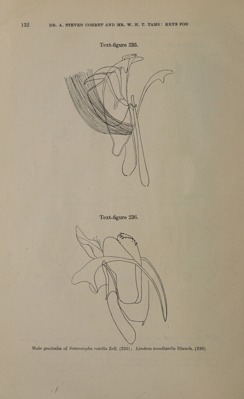 Text-figure 235.  Text-figure 236.  Male genitalia of Setomorpha rutella Zell. (235) : Lindera tessellatella Blanch, (236),