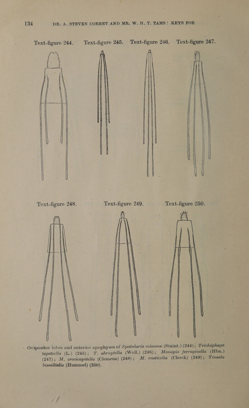 Text-figure 244. Text-figure 245. Text-figure 246. Text-figure 247.  Text-figure 248. Text-figure 249. Text-figure 250.  Ovipositor lobes and anterior apophyses of Spatularia mimose (Staint.) (244) ; Trichophaga tapetzella (L.) (245); T. abruptella (Woll.) (246); Monopis ferruginella (Hbn.) (247); M. crocicapitella (Clemens) (248); M, rusticella (Clerck) (249); T%neola bisselliella (Hummel) (250). ag