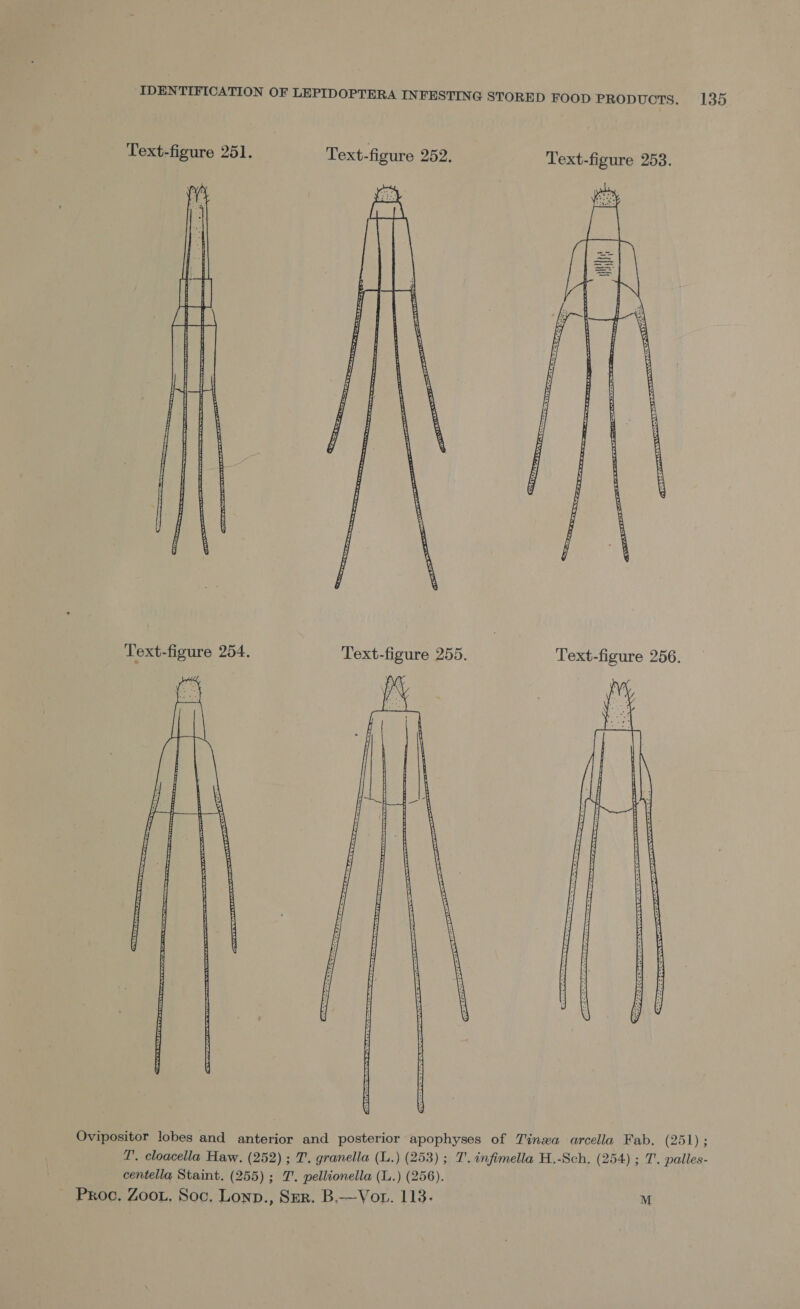 Text-figure 251. Text-figure 252. Text-figure 253.  Text-figure 255. Text-figure 256.  Ovipositor lobes and anterior and posterior apophyses of Tinzxa arcella Fab. (251) ; LT’. cloacella Haw, (252) ; T. granella (L.) (253) ; 7’. infimella H.-Sch. (254) ; 7. palles- centella Staint. (255) ; 7. pellionella (L.) (256). Proc. Zoou. Soc, Lonp., Szr. B.—Vov. 113. M