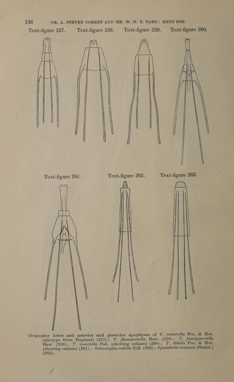 Text-figure 257. Text-figure 258. Text-figure 259. Text-figure 260.  Ovipositor lobes and anterior and posterior apophyses of 7. metonella Pee. &amp; Met. (allotype from England) (257); 1. flavescentella Haw. (258); ZT. fuscipunctella Haw. (259); 7. insectella Fab. (showing ostium) (260); 7. ditella Pee, &amp; Met. (showing ostium) (261) ; Setomorpha rutella Zell. (262) ; Spatularra mimose. (Staint.) (263),