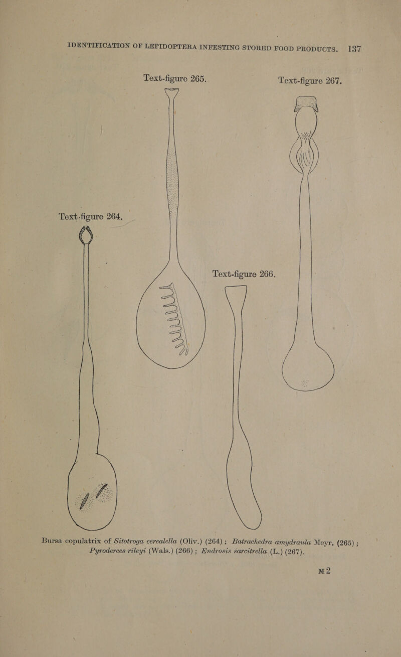 Text-figure 265. | Text-figure 267. Text-figure 264, Text-figure 266.  Bursa copulatrix of Sitotroga cerealella (Oliv.) (264) ; Batrachedra amydraula Meyr, (265) ; | Pyroderces rileyr (Wals.) (266) ; Hndrosis sarcitrella (L.) (267). M2