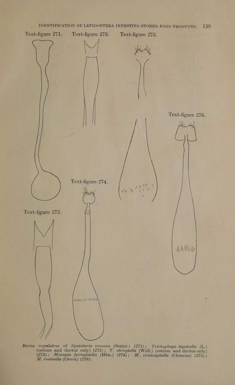 Text-figure 271. Text-figure 273. Text-figure 275. f Text-figure 276. Text-figure 274.  Text-figure 272.  Bursa. copulatrix of Spatularia mimose (Staint.) (271); Trichophaga tapetzella (L.) (ostium and ductus only) (272); 7’. abruptella (Woll.) (ostium and ductus only) (273) ; _Monopis ferruginella (Hbn.)° (274); MM. crocicapitella (Clemens) (275) ; M. rusticella (Clerck) (276).