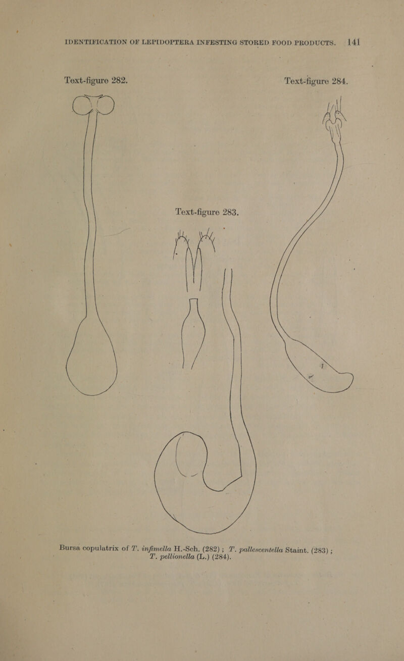 Text-figure 282. Text-figure 284.  Bursa copulatrix of 7’. infimella H.-Sch. (282); 7. pallescentella Staint. (283) ; T'. pellionella (L.) (284).