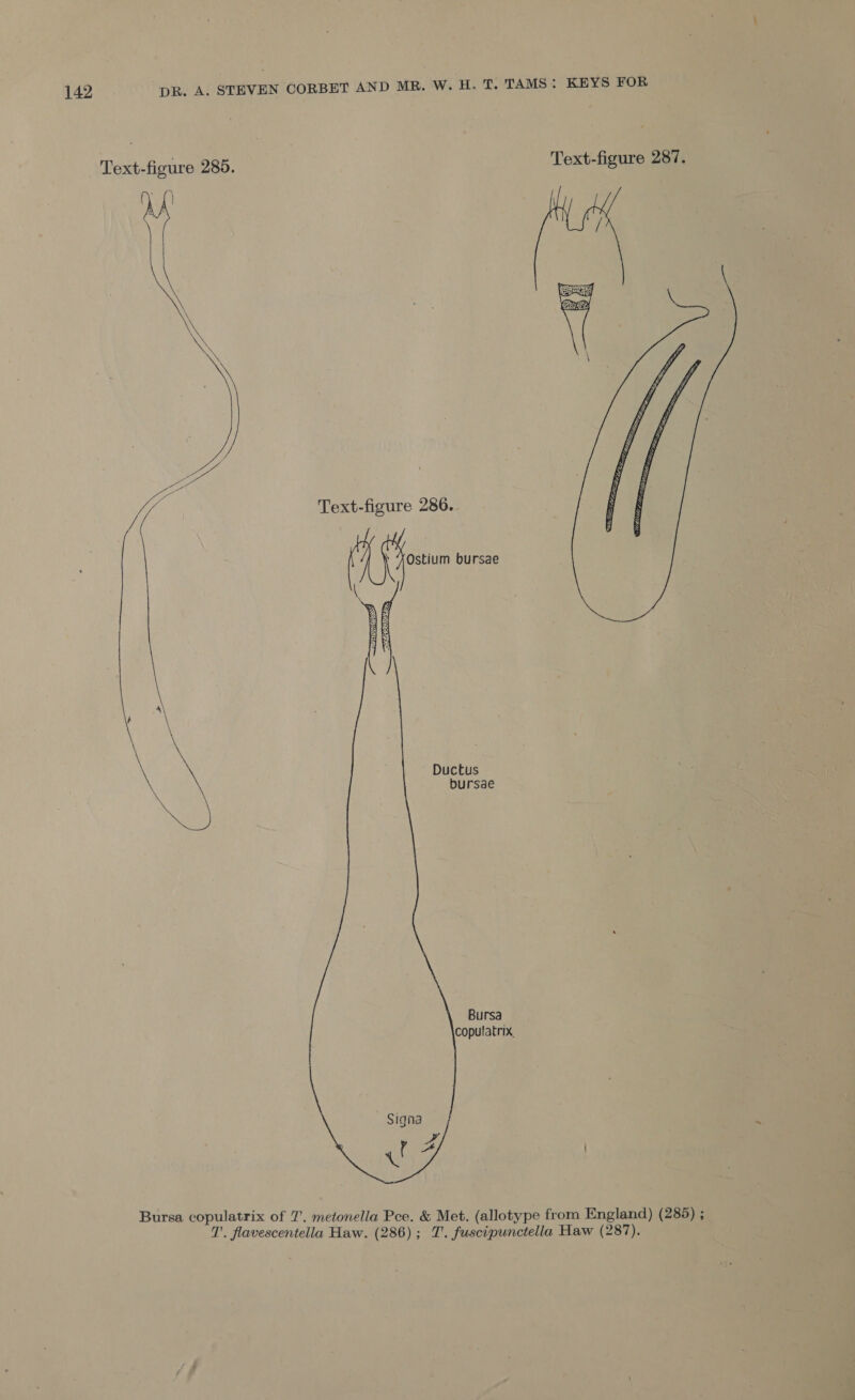 Text-figure 285. Text-figure 287. Text-figure 286.  \ XOstium bursae   me} \ \ Ductus bursae \ Bursa copulatrix   Signa a aA al Bursa copulatrix of 7’. metonella Pee. &amp; Met. (allotype from England) (285) ; T'. flavescentella Haw. (286); JT. fuscipunctella Haw (287).