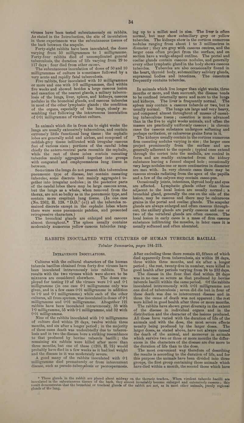 viruses have been tested subcutaneously on rabbits. As stated in the Introduction, the site of inoculation in these experiments was the subcutaneous tissues of the back between the scapule. Forty-eight rabbits have been inoculated, the doses varying from 50 milligrammes to 1 milligramme. Forty-four rabbits died of uncomplicated general tuberculosis, the duration of life varying from 29 to 117 days ; four died from other causes, The subcutaneous inoculation of doses of 50 and 10 milligrammes of culture is sometimes followed by a very acute and rapidly fatal tuberculosis. ._ Five rabbits, four inoculated with 10 milligrammes or more and one with 3:3 milligrammes, died within five weeks and showed besides a large caseous lesion and caseation of the nearest glands, a miliary tubercu- losis of the lungs, liver, spleen, and kidneys, caseous nodules in the bronchial glands, and caseous tubercles in most of the other lymphatic glands ; the condition of the organs, especially of the lungs, closely re- sembling that following the intravenous inoculation of 0:01 milligramme of virulent culture. In animals which die in from six to eight weeks the lungs are usually extensively tuberculous, and contain extremely little functional lung tissue; the cephalic lobes are generally solid and airless, and composed of reddish-grey tissue infiltrated with irregular caseous foci of various sizes; portions of the caudal lobes chiefly the antero-ventral parts resemble the cephalic, while the rest of these iobes contain caseating tubercles mainly aggregated together into groups with congested and emphysematous lung tissue in between. Sometimes the lungs do not present this tuberculous pneumonic type of disease, but contain caseating tubercles, some discrete but mainly aggregated to- gether into irregular nodules; in the posterior parts of the caudal lobes there may be large caseous areas, but the lungs as a whole, when removed from the thorax, are not so bulky as in the pneumonic type, and contain more crepitant lung tissue. (In one case (No, 2362, H. 128. “D.D.” (a)) all the tubercles re- mained discrete except in the cephalic lobes where there were some pneumonic patches, and presented retrogressive characters. ) The bronchial glands are enlarged and caseous almost throughout.* The spleen usually contains moderately numerous yellow caseous tubercles rang- ing up to a millet-seed in size. The liver is often normal, but may show submiliary grey or yellow tubercles. The kidneys show in the cortices numerous nodules ranging from about 1 to 3 millimetres in diameter ; they are grey with caseous centres, and the larger ones often project from the surface, and on section have a wedge-shaped outline. The portal and coeliac glands contain caseous nodules, and generally every other lymphatic gland in the body shows caseous tubercles. Tubercles are also occasionally found in the heart, thyroid body, submaxillary salivary glands, suprarenal bodies and intestines. The omentum frequently contains tubercles, In animals which live longer than eight weeks, three months or more, and then succumb, the disease tends to be confined internally more and more to the lungs and kidneys. The liver is frequently normal. The spleen may contain a caseous tubercle or two, but is usually normal. The lungs are large and very heavy, and composed almost throughout of masses of caseat- ing tuberculous tissue ; caseation is more advanced than in the five to eight weeks animals, and often the masses are practically uniformly caseous; in chronic cases the caseous substance undergoes softening and perhaps cavitation, or calcareous grains form in it. The kidneys usually contain in the cortices numerous firm caseating nodules varying in size ; the larger ones project prominently from the surface and are generally adherent to the capsule ; typical ones extend through the cortex into the medulla, are conical in form and are readily extracted from the kidney- substance leaving a funnel shaped hole ; occasionally very large nodules one or more centimetres in diameter are met with. In very chronic cases there may be caseous streaks radiating from the apex of the papilla and a few of the calyces may contain caseo-pus. Occasionally joints, intestines, thyroid body and eyes are affected. Lymphatic glands other than those adjacent to the local lesion are usually normal; a bronchial gland, generally the one on the side of the lesion, may be caseous and there may be calcareous grains in the portal and coeliac glands. The scapular glands are always enlarged and often caseous through- out, the axillary glands are partly caseous and one or two of the vertebral glands are often caseous. The local lesion in early cases is a mass of firm caseous substance infiltrating the muscles, in later cases it is usually softened and often ulcerated. INTRAVENOUS INOCULATIONS. Cultures with the cultural characters of the human tubercle bacillus obtained from forty-five viruses have been inoculated intravenously into rabbits, The results with the two viruses which were shown to be mixtures are considered elsewhere. The doses em- ployed for testing 19 of the viruses were 1:0 and 0-1 milligramme (in one case 0-1 milligramme only was given, and in a few cases 0:01 milligramme in addition to 1:0 and 0°1 milligramme) while each of the other cultures, all from sputum, was inoculated in doses of 0-1 milligramme and 0°01 milligramme. Altogether 121 rabbits have been inoculated intravenously, 33 with 1:0 milligramme, 55 with 0:1 milligramme, and 32 with 0:01 milligramme. Nine of the rabbits inoculated with 1:0 milligramme of culture died within 28 days, twelve within three months, and six after a longer period ; in the majority of these cases death was undoubtedly due to tubercu- losis and in two the disease bore a striking resemblance to that produced by bovine tubercle bacilli; the remaining six rabbits were killed after more than three months, but one of these (1205, H. 75) would probably have died in a few weeks as it had lost weight and the disease in it was moderately severe. A good many of the rabbits inoculated with 01 milligramme died prematurely or from intercurrent disease, such as pseudo-tubergulosis or psorospermosis.  After excluding these there remain 40, fifteen of which died apparently from tuberculosis, six within 28 days, three within three months, and six after a longer period ; the rest, twenty-five in number, were killed in good health after periods varying from 94 to 232 days. The disease in the four that died within 28 days was in no case so severe as that produced by bovine tubercle bacilli within the same period. Of the rabbits inoculated intravenously with 0°01 milligramme not one died of tuberculosis ; seven did die but in four of these death was due to intercurrent disease and in. three the cause of death was not apparent; the rest were killed in good health after three or more months. The rabbits have shown great diversity in the extent of the disease in individual organs and in the distribution and the character of the lesions produced. All these have varied with the duration of life of the animals and with the dose, the most severe effects usually being produced by the larger doses. The larger doses, as stated above, have not always caused the death of the animal, and moreover in animals which survive two or three or more months the differ- ences in the characters of the disease are due more to the duration of life than to the dose. The most convenient way therefore of describing the results is according to the duration of life, and for this purpose the animals have been divided into three groups, the first group containing those animals which have died within a month, the second those which have  elands of the lung,