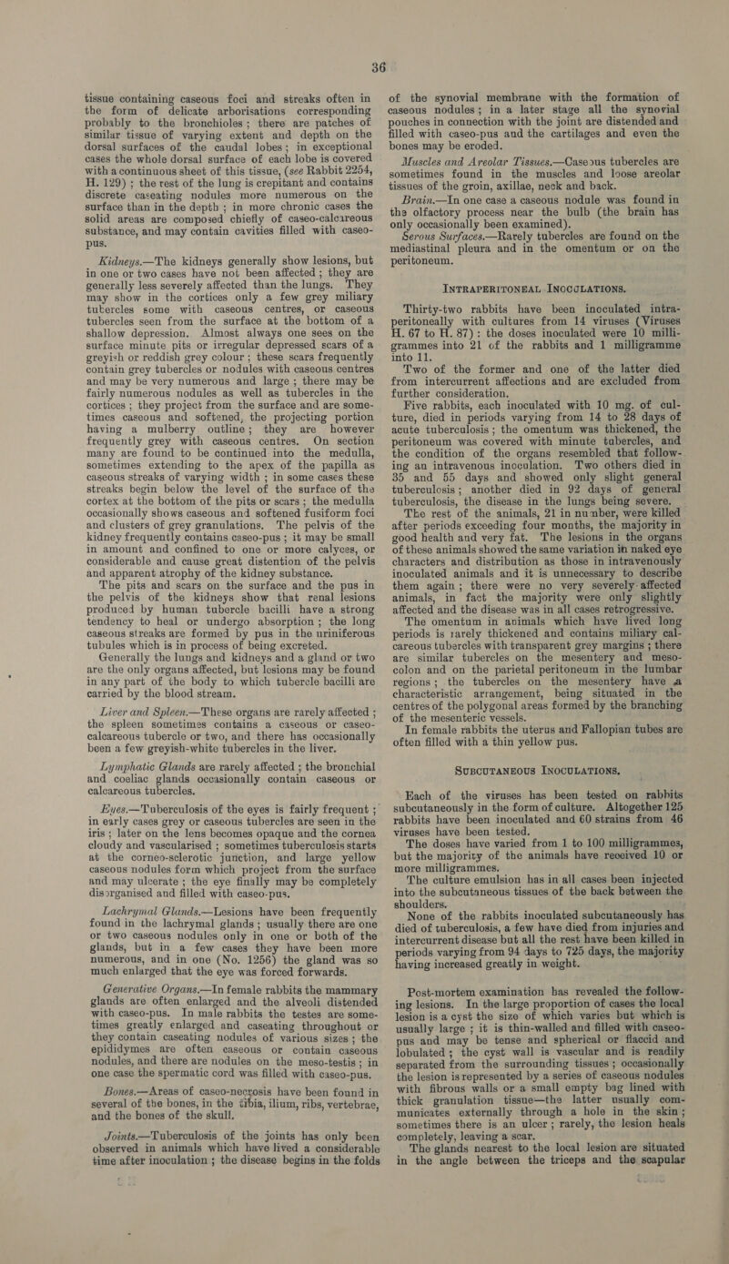 the form of delicate arborisations corresponding probably to the bronchioles; there are patches of similar tissue of varying extent and depth on the dorsal surfaces of the caudal lobes; in exceptional cases the whole dorsal surface of each lobe is covered with a continuous sheet of this tissue, (see Rabbit 2254, H. 129) ; the rest of the lung is crepitant and contains discrete caseating nodules more numerous on the surface than in the depth ; in more chronic cases the solid areas are composed chiefly of caseo-calcareous substance, and may contain cavities filled with caseo- pus. Kidneys.—The kidneys generally show lesions, but in one or two cases have not been affected ; they are generally less severely affected than the lungs. They may show in the cortices only a few grey miliary tubercles some with caseous centres, or caseous tubercles seen from the surface at the bottom of a shallow depression. Almost always one sees on the surface minute pits or irregular depressed scars of a greyish or reddish grey colour ; these scars frequently contain grey tubercles or nodules with caseous centres and may be very numerous and large ; there may be fairly numerous nodules as well as tubercles in the cortices ; they project from the surface and are some- times caseous and softened, the projecting portion having a mulberry outline; they are however frequently grey with caseous centres. On section many are found to be continued: into the medulla, sometimes extending to the apex of the papilla as caseous streaks of varying width ; in some cases these streaks begin below the level of the surface of the cortex at the bottom of the pits or scars ; the medulla occasionally shows caseous and softened fusiform foci and clusters of grey granulations. The pelvis of the kidney frequently contains caseo-pus ; it may be small in amount and confined to one or more calyces, or considerable and cause great distention of the pelvis and apparent atrophy of the kidney substance. The pits and scars on the surface and the pus in the pelvis of the kidneys show that renal lesions produced by human tubercle bacilli have a strong tendency to heal or undergo absorption ; the long caseous streaks are formed by pus in the uriniferous tubules which is in process of being excreted. Generally the lungs and kidneys and a gland or two are the only organs affected, but lesions may be found in any part of the body to which tubercle bacilli are carried by the blood stream. Liver and Spleen.—These organs are rarely affected ; the spleen sometimes contains a caseous or caseo- calcareous tubercle or two, and there has occasionally been a few greyish-white tubercles in the liver. Lymphatic Glands are rarely affected ; the bronchial and coeliac glands occasionally contain caseous or calcareous tubercles. in early cases grey or caseous tubercles are seen in the iris ; later on the lens becomes opaque and the cornea cloudy and vascularised ; sometimes tuberculosis starts at the corneo-sclerotic junction, and large yellow caseous nodules form which project from the surface and may ulcerate ; the eye finally may be completely disorganised and filled with caseo-pus. Lachrymal Glands.—Lesions have been frequently found in the lachrymal glands ; usually there are one or two caseous nodules only in one or both of the glands, but in a few cases they have been more numerous, and in one (No. 1256) the gland was so much enlarged that the eye was forced forwards. Generative Organs.—In female rabbits the mammary glands are often enlarged and the alveoli distended with caseo-pus. In male rabbits the testes are some- times greatly enlarged and caseating throughout or they contain caseating nodules of various sizes; the epididymes are often caseous or contain caseous nodules, and there are nodules on the meso-testis ; in one case the spermatic cord was filled with caseo-pus. Bones.—Areas of caseo-necrosis have been found in several of the bones, in the tibia, ilium, ribs, vertebrae, and the bones of the skull. Joints.—Tuberculosis of the joints has only been observed in animals which have lived a considerable time after inoculation ; the disease begins in the folds caseous nodules; in a later stage all the synovial pouches in connection with the joint are distended and filled with caseo-pus and the cartilages and even the bones may be eroded. Muscles and Areolar Tissuwes.—Caseous tubercles are sometimes found in the muscles and loose areolar tissues of the groin, axillae, neck and back. Brain.—In one case a caseous nodule was found in the olfactory process near the bulb (the brain has only occasionally been examined). Serous Surfaces.—Rarely tubercles are found on the mediastinal pleura and in the omentum or on the peritoneum. INTRAPERITONEAL .INOCOLATIONS. Thirty-two rabbits have been inoculated intra- peritoneally with cultures from 14 viruses (Viruses H. 67 to H. 87): the doses inoculated were 10 milli- grammes into 21 of the rabbits and 1 milligramme into 11. Two of the former and one of the latter died from intercurrent affections and are excluded from further consideration. Five rabbits, each inoculated with 10 mg. of cul- ture, died in periods varying from 14 to 28 days of acute tuberculosis ; the omentum was thickened, the peritoneum was covered with minute tubercles, and the condition of the organs resembled that follow-. ing an intravenous inoculation. Two others died in 35 and 55 days and showed only slight general tuberculosis; another died in 92 days of general tuberculosis, the disease in the lungs being severe. The rest of the animals, 21 in number, were killed after periods exceeding four months, the majority in good health and very fat. The lesions in the organs of these animals showed the same variation in naked eye characters and distribution as those in intravenously inoculated animals and it is unnecessary to describe them again; there were no very severely: affected animals, in fact the majority were only slightly affected and the disease was in all cases retrogressive. The omentum in avimals which have lived long periods is rarely thickened and contains miliary cal- careous tubercles with transparent grey margins ; there are similar tubercles on the mesentery and meso- colon and on the parietal peritoneum in the lumbar regions ; the tubercles on the mesentery have a characteristic arrangement, being situated in the centres of the polygonal areas formed by the branching of the mesenteric vessels. In female rabbits the uterus and Fallopian tubes are often filled with a thin yellow pus. SUBCUTANEOUS INOCULATIONS. Each of the viruses has been tested on rabbits subcutaneously in the form of culture. Altogether 125 rabbits have been inoculated and 60 strains from 46 viruses have been tested. The doses have varied from 1 to 100 milligrammes, but the majority of the animals have received 10 or more milligrammes. The culture emulsion has in all cases been injected into the subcutaneous tissues of the back between the shoulders. ‘ None of the rabbits inoculated subcutaneously has died of tuberculosis, a few have died from injuries and intercurrent disease but all the rest have been killed in periods varying from 94 days to 725 days, the majority having increased greatly in weight. Post-mortem examination has revealed the follow- ing lesions. In the large proportion of cases the local lesion is a cyst the size of which varies but which is usually large ; it is thin-walled and filled with caseo- pus and may be tense and spherical or flaccid and lobulated ; the cyst wall is vascular and is readily separated from the surrounding tissues ; occasionally the lesion is represented by a series of caseous nodules with fibrous walls or a small empty bag lined with thick granulation tissue—the latter usually com- municates externally through a hole in the skin ; sometimes there is an ulcer; rarely, the lesion heals completely, leaving a scar. The glands nearest to the local lesion are situated in the angle between the triceps and the scapular