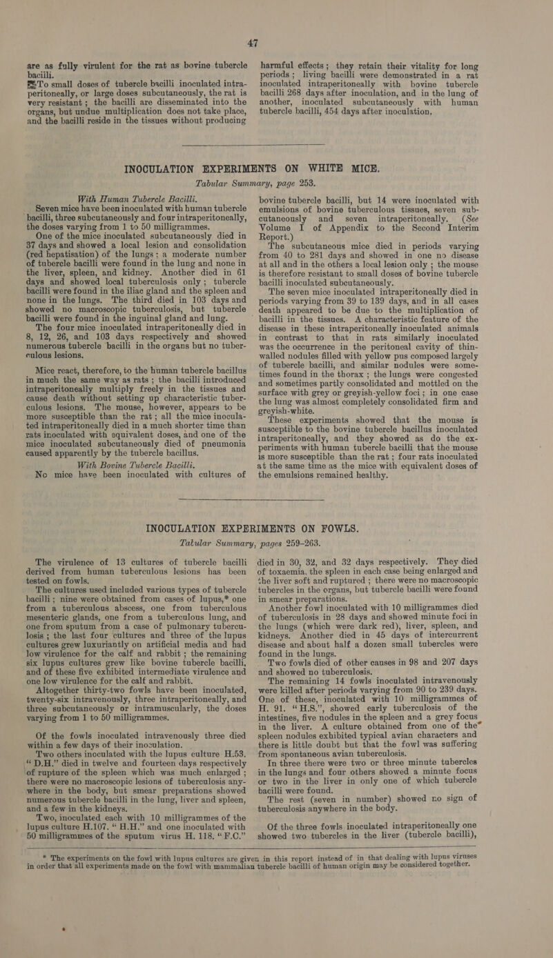 are as fully virulent for the rat as bovine tubercle baciili. To small doses of tubercle bacilli inoculated intra- peritoneally, or large doses subcutaneously, the rat is very resistant ; the bacilli are disseminated into the organs, but undue multiplication does not take place, and the bacilli reside in the tissues without producing harmful effects; they retain their vitality for long periods ;_ living bacilli were demonstrated in a rat inoculated intraperitoneally with bovine tubercle bacilli 268 days after inoculation, and in the lung of another, inoculated subcutaneously with human tubercle bacilli, 454 days after inoculation, ON WHITE MICE. With Human Tubercle Bacilli. Seven mice have been inoculated with human tubercle bacilli, three subcutaneously and four intraperitoneally, the doses varying from 1 to 50 milligrammes. One of the mice inoculated subcutaneously died in 37 days and showed a local lesion and consolidation (red hepatisation) of the lungs; a moderate number of tubercle bacilli were found in the lung and none in the liver, spleen, and kidney. Another died in 61 days and showed local tuberculosis only; tubercle bacilli were found in the iliac gland and the spleen and none in the lungs. The third died in 103 days and showed no macroscopic tuberculosis, but tubercle bacilli were found in the inguinal gland and lung. The four mice inoculated intraperitoneally died in 8, 12, 26, and 103 days respectively and showed numerous tubercle bacilli in the organs but no tuber- culous lesions. Mice react, therefore, to the human tubercle bacillus in much the same way as rats ; the bacilli introduced intraperitoneally multiply freely in the tissues and cause death without setting up characteristic tuber- culous lesions. The mouse, however, appears to be more susceptible than the rat; all the mice inocula- ted intraperitoneally died in a much shorter time than rats inoculated with equivalent doses, and one of the mice inoculated subcutaneously died of pneumonia eaused apparently by the tubercle bacillus. With Bovine Tubercle Bacilli. No mice have been inoculated with cultures of bovine tubercle bacilli, but 14 were inoculated with emulsions of bovine tuberculous tissues, seven sub- cutaneously and seven intraperitoneally. (See Volume I of Appendix to the Second Interim Report.) The subcutaneous mice died in periods varying from 40 to 281 days and showed in one no disease at all and in the others a local lesion only ; the mouse is therefore resistant to small doses of bovine tubercle bacilli inoculated subcutaneously. The seven mice inoculated intraperitoneally died in periods varying from 39 to 139 days, and in all cases death appeared to be due to the multiplication of A characteristic feature of the disease in these intraperitoneally inoculated animals in contrast to that in rats similarly inoculated was the occurrence in the peritoneal cavity of thin- walled nodules filled with yellow pus composed largely of tubercle bacilli, and similar nodules were some- times found in the thorax ; the lungs were congested and sometimes partly consolidated and mottled on the surface with grey or greyish-yellow foci; in one case the lung was almost completely consolidated firm and greyish-white. These experiments showed that the mouse is susceptible to the bovine tubercle bacillus inoculated intraperitoneally, and they showed as do the ex- periments with human tubercle bacilli that the mouse is more susceptible than the rat ; four rats inoculated at the same time as the mice with equivalent doses of the emulsions remained healthy. The virulence of 13 cultures of tubercle bacilli derived from human tuberculous lesions has been tested on fowls. The cultures used included various types of tubercle bacilli ; nine were obtained from cases of lupus,* one from a tuberculous abscess, one from tuberculous mesenteric glands, one from a tuberculous lung, and one from sputum from a case of pulmonary tubercu- losis ; the last four cultures and three of the lupus cultures grew luxuriantly on artificial media and had low virulence for the calf and rabbit ; the remaining six lupus cultures grew like bovine tubercle bacilli, and of these five exhibited intermediate virulence and one low virulence for the calf and rabbit. Altogether thirty-two fowls have been inoculated, twenty-six intravenously, three intraperitoneally, and three subcutaneously or intramuscularly, the doses varying from 1 to 50 milligrammes. Of the fowls inoculated intravenously three died within a few days of their inoculation. | Two others inoculated with the lupus culture H.53. * D.H.” died in twelve and fourteen days respectively of rupture of the spleen which was much enlarged ; there were no macroscopic lesions of tuberculosis any- where in the body, but smear preparations showed numerous tubercle bacilli in the lung, liver and spleen, and a few in the kidneys. Two, inoculated each with 10 milligrammes of the lupus culture H.107. “ H.H.” and one inoculated with 50 milligrammes of the sputum virus H. 118. “F.C.”  died in 30, 3%, and 32 days respectively. They died of toxaemia, the spleen in each case being enlarged and. the liver soft and ruptured ; there were no macroscopic tubercles in the organs, but tubercle bacilli were found in smear preparations. Another fowl inoculated with 10 milligrammes died of tuberculosis in 28 days and showed minute foci in the lungs (which were dark red), liver, spleen, and kidneys. Another died in 45 days of intercurrent disease and about half a dozen small tubercles were found in the lungs. Two fowls died of other causes in 98 and 207 days and showed no tuberculosis. The remaining 14 fowls inoculated intravenously were killed after periods varying from 90 to 239 days. One of these, inoculated with 10 milligrammes of H. 91. “H.S.”, showed early tuberculosis of the intestines, five nodules in the spleen and a grey focus in the liver. A culture obtained from one of the spleen nodules exhibited typical avian characters and there is little doubt but that the fowl was suffering from spontaneous avian tuberculosis. In three there were two or three minute tubercles in the lungs and four others showed a minute focus or two in the liver in only one of which tubercle bacilli were found. ; The rest (seven in number) showed no sign of tuberculosis anywhere in the body. e Of the three fowls inoculated intraperitoneally one showed two tubercles in the liver (tubercle bacilli), 