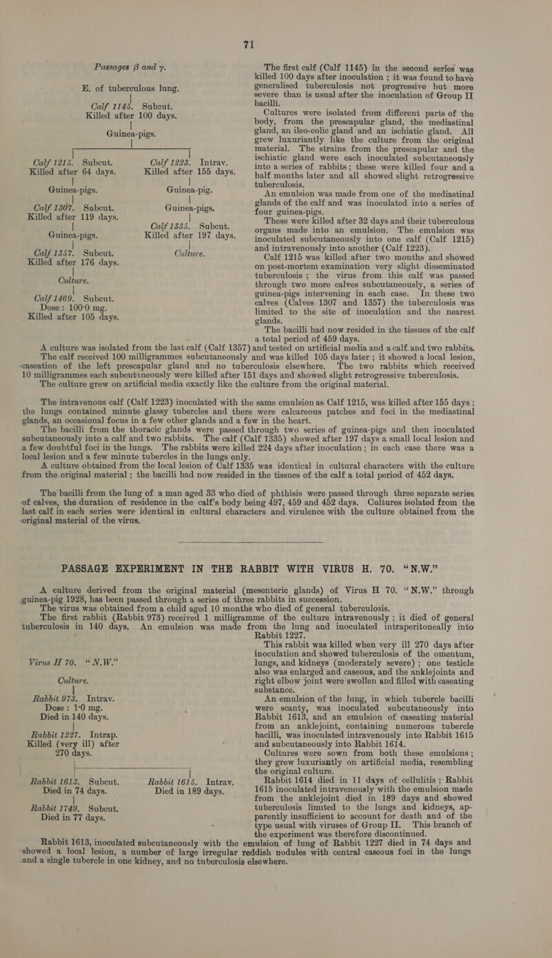 Passages (3 and +. The first calf (Calf 1145) in the second series’ was killed 100 days after inoculation ; it was found to have E. of tuberculous lung. generalised tuberculosis not progressive but more ae than is usual after the inoculation of Group IT if 1145. Subcut. openee : ec snes 100 ais Cultures were isolated from different parts of the body, from the prescapular gland, the mediastinal gland, an ileo-colic gland and an ischiatic gland. All grew luxuriantly like the culture from the original material. The strains from the prescapular and the ischiatic gland were each inoculated subcutaneously Guinea-pigs. | Calf 1215. Subcut. Calf 1223. Intrav. per ‘ : into a series of rabbits; these were killed four and a Killed a 64 days. Killed rig! 155 days. half months later and all showed slight retrogressive ae E , E : tuberculosis. Guinea-pigs. Guinea-pig. An emulsion was made from one of the mediastinal Calf 13 by a Mee enba este glands of the calf and was inoculated into a series of four guinea-pigs. These were killed after 32 days and their tuberculous organs made into an emulsion. The emulsion was inoculated subcutaneously into one calf (Calf 1215) othe and intravenously into another (Calf 1223). Calf 1357. Subcut. Culture. Calf 1215 was ‘cilled after Hs sadtea ea showed Killed after 176 days. on post-mortem examination very slight disseminated tuberculosis ; the virus from this calf was passed Killed after 119 days. | Calf 1335. Subcut. Guinea-pigs. Killed after 197 days. Culture. through two more calves subcutaneously, a series of - guinea-pigs intervening in each case. In these two eA AN age calves (Calves 1307 and 1357) the tuberculosis was malice ay: ae limited to the site of inoculation and the nearest Killed after 105 days. glands. The bacilli had now resided in the tissues of the calf a total period of 459 days. A culture was isolated from the last calf (Calf 1357) and tested on artificial media and a calf.and two rabbits. The calf received 100 milligrammes subcutaneously and was killed 105 days later ; it showed a local lesion, -caseation of the left prescapular gland and no tuberculosis elsewhere. The two rabbits which received 10 milligrammes each subcutaneously were killed after 151 days and showed slight retrogressive tuberculosis. The culture grew on artificial media exactly like the culture from the original material. The intravenous calf (Calf 1223) inoculated with the same emulsion as Calf 1215, was killed after 155 days ; the lungs contained minute glassy tubercles and there were calcareous patches and foci in the mediastinal -glands, an occasional focus in a few other glands and a few in the heart. The bacilli from the thoracic glands were passed through two series of guinea-pigs and then inoculated subcutaneously into a calf and two rabbits. The calf (Calf 1335) showed after 197 days a small local lesion and .a few doubtful foci in the lungs. The rabbits were killed 224 days after inoculation; im each case there was a local lesion and a few minute tubercles in the lungs only. A culture obtained from the local lesion of Calf 1335 was identical in cultural characters with the culture from the original material ; the bacilli had now resided in the tissues of the calf a total period of 452 days. The bacilli from the lung of a man aged 33 who died of phthisis were passed through three separate series of calves, the duration of residence in the calf’s body being 497, 459 and 452 days. Cultures isolated from the last calf in each series were identical in cultural characters and virulence with the culture obtained from the -original material of the virus.  PASSAGE EXPERIMENT IN THE RABBIT WITH VIRUS H. 70. “N.W.” A culture derived from the original material (mesenteric glands) of Virus H 70. “N.W.” through guinea-pig 1928, has been passed through a series of three rabbits in succession. The virus was obtained from a child aged 10 months who died of general tuberculosis. The first rabbit (Rabbit 973) received 1 milligramme of the culture intravenously ; it died of general ‘tuberculosis in 140 days. An emulsion was made from the lung and inoculated intraperitoneally into Rabbit 1227. This rabbit was killed when very ill 270 days after inoculation and showed tuberculosis of the omentum, Virus H 70. “N.W.” lungs, and kidneys (moderately severe); one testicle also was enlarged and caseous, and the anklejoints and Culture. right elbow joint were swollen and filled with caseating | substance. Rabbit 973. Intrav. An emulsion of the lung, in which tubercle bacilli Dose: 1:0 mg. ; were scanty, was inoculated subcutaneously into Died in 140 days. Rabbit 1613, and an emulsion of caseating material | from an anklejoint, containing numerous tubercle Rabbit 1227. Intrap. bacilli, was inoculated intravenously into Rabbit 1615 Killed (very ill) after and subcutaneously into Rabbit 1614. 270 days. Cultures were sown from both these emulsions ; they grew luxuriantly on artificial media, resembling the original culture. Rabbit 1613. Subcut. Rabbit 1615. Intrav. Rabbit 1614 died in 11 days of cellulitis ; Rabbit Died in 74 days. Died in 189 days. 1615 inoculated intravenously with the emulsion made ; from the anklejoint died in 189 days and showed Rabbit 1749. Subcut. tuberculosis limited to the lungs and kidneys, ap- Died in 77 days. parently insufficient to account for death and of the type usual with viruses of Group II. This branch of the experiment was therefore discontinued. Rabbit 1613, inoculated subcutaneously with the emulsion of lung of Rabbit 1227 died in 74 days and “showed a local lesion, a number of large irregular reddish nodules with central caseous foci in the lungs -and a single tubercle in one kidney, and no tuberculosis elsewhere.