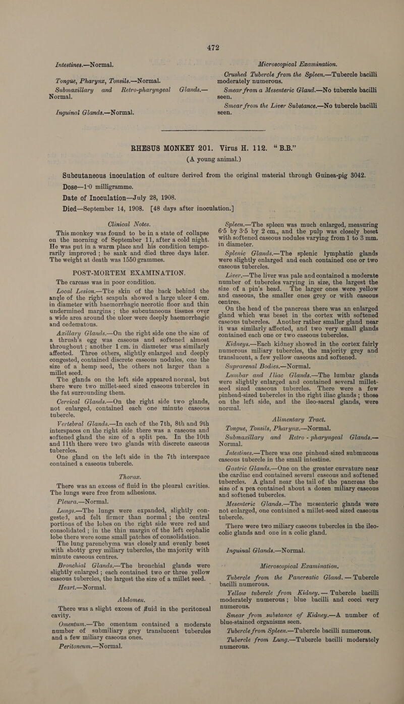 Intestines. —Normal. Tongue, Pharynx, Tonsils.—Normal. Submawillary and Retro-pharyngeal Normal. Glands.— Inguinal Glands.—Normal. Microscopical Examination. Crushed Tubercle from the Spleen.—Tubercle bacilli Smear from a Mesenteric Gland.—No tubercle bacilli seen. Smear from the Liver Substance.—No tubercle bacilli seen. “BB.” Dose—1°0 milligramme. Date of Inoculation—July 28, 1908. Clinical Notes. This monkey was found to be in a state of collapse on the morning of September 11, after a cold night. He was put in a warm place and his condition tempo- rarily improved ; he sank and died three days later. The weight at death was 1550 grammes. POST-MORTEM EXAMINATION. The carcass was in poor condition. Local Lesion—Tbe skin of the back behind the angle of the right scapula showed a large ulcer 4 cm. in diameter with haemorrhagic necrotic floor and thin undermined margins ; the subcutaneous tissues over a wide area around the ulcer were deeply haemorrhagic and oedematous. : Axillary Glands.—On the right side one the size of a thrush’s egg was caseous and softened almost throughout ; another 1cm. in diameter was similarly affected. Three others, slightly enlarged and deeply congested, contained discrete caseous nodules, one the size of a hemp seed, the others not larger than a millet seed. The glands on the left side appeared normal, but there were two millet-seed sized caseous tubercles in the fat surrounding them. Cervical Glands.—On the right side two glands, not enlarged, contained each one minute caseous tubercle. Vertebral Glands.—In each of the 7th, 8th and 9th interspaces on the right side there was a caseous and softened gland the size of a split pea. In the 10th and 11th there were two glands with discrete caseous tubercles. One gland on the left side in the 7th interspace contained a caseous tubercle. Thorax. There was an excess of fluid in the pleural cavities. The lungs were free from adhesions. Pleura.—Normal. Lungs.—The lungs were expanded, slightly con- gested, and felt firmer than normal; the central portions of the lobes on the right side were red and consolidated ; in the thin margin of the left cephalic lobe there were some small patches of consolidation, The lung parenchyma was closely and evenly beset with shotty grey miliary tubercles, the majority with minute caseous centres. Bronchial Glands—The bronchial glands were slightly enlarged ; each contained two or three yellow caseous tubercles, the largest the size of a millet seed. Heart.—Normal. Abdomen. There was a slight excess of uid in the peritoneal cavity. Omentum.—The omentum contained a moderate number of submiliary grey translucent tubereles and a few miliary caseous ones. Peritoneum.—Normal. Spleen.—The spleen was much enlarged, measuring 6:5 by 3:5 by 2cm., and the pulp was closely beset with softened caseous nodules varying from 1 to 3 mm. in diameter. Splenic Glands.—The splenic lymphatic glands were slightly enlarged and each contained one or two caseous tubercles. Liver.—The liver was pale and contained a moderate number of tubercles varying in size, the largest the size of a pin’s head. The larger ones were yellow and caseous, the smaller ones grey or with caseous centres. ; On the head of the pancreas there was an enlarged gland which was beset in the cortex with softened caseous tubercles. Another rather smaller gland near it was similarly affected, and two very small glands contained each one or two caseous tubercles. Kidneys.—Each kidney showed in the cortex fairly numerous miliary tubercles, the majority grey and translucent, a few yellow caseous and softened. Suprarenal Bodies.—Normal. Lumbar and Lliac Glands.—The lumbar glands were slightly enlarged and contained several millet- seed sized caseous tubercles. There were a few pinhead-sized tubercles in the right iliac glands ; those on the left side, and the ileo-sacral glands, were normal. Alimentary Tract. Tongue, Tonsils, Pharynz.—Normal. Submaaillary and Retro - pharyngeal Glands.— Normal. Intestines.—There was one pinhead-sized submucous caseous tubercle in the small intestine. Gastric Glands.—One on the greater curvature near the cardiac end contained several caseous and softened tubercles. A gland near the tail of the pancreas the size of a pea contained about a dozen miliary caseous and softened tubercles. Mesenteric Glands.—The mesenteric glands were not enlarged, one contained a millet-seed sized caseous tubercle. There were two miliary caseous tubercles in the ileo- colic glands and one in a colic gland, Inguinal Gilands.—Normal. Microscopical Examination. Tubercle from the Pancreatic Gland. — Tubercle bacilli numerous. Yellow tubercle from Kidney.— Tubercle bacilli moderately numerous; blue bacilli and cocci very numerous. Smear from substance of Kidney.—A number of blue-stained organisms seen. Tubercle from Spleen.—Tubercle bacilli numerous. Tubercle from Lung.—Tubercle bacilli moderately numerous.