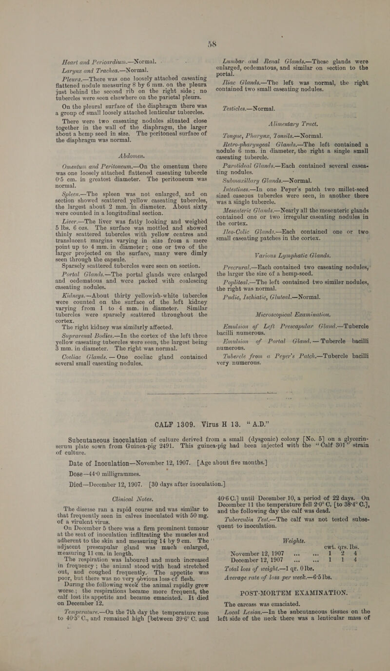 Larynx and Trachea.—Normal. Pleura.—Vhere was one loosely attached caseating flattened nodule measuring 8 by 6 mm. on the pleura just behind the second rib on the right side; no tubercles were seen elsewhere on the parietal pleura. On the pleural surface of the diaphragm there was a group of small loosely attached lenticular tubercles. There were two caseating nodules situated close together in the wall of the diaphragm, the larger about a hemp seed in size. The peritoneal surface of the diaphragm was normal. Abdomen. Omentum and Peritoneum.—On the omentum there was one loosely attached flattened caseating tubercle 0°5 cm. in greatest diameter. The peritoneum was normal. Spleen.—The spleen was not enlarged, and on section showed scattered yellow caseating tubercles, the largest about 2 mm. in diameter. About sixty were counted in a longitudinal section. Liver.—The liver was fatty looking and weighed 5 Ibs. 6 ozs. The surface was mottled and showed thinly scattered tubercles with yellow centres and translucent margins varying in size from a mere point up to 4mm.in diameter; one or two of the larger projected on the surface, many were dimly seen through the capsule. ~ Sparsely scattered tubercles were seen on section. Portal Glands.—The portal glands were enlarged and oedematous and were packed with coalescing caseating nodules. Kidneys.—About thirty yellowish-white tubercles were counted on the surface of the left kidney varying from 1 to 4 mm. in diameter. Similar tubercles were sparsely scattered throughout the cortex. The right kidney was similarly affected. Suprarenal Bodies.—In the cortex of the left three yellow caseating tubercles were seen, the largest being 3 mm. in diameter. The right was normal. Coeliac Glands. — One coeliac gland several small caseating nodules. contained enlarged, oedematous, and similar on section to the portal. Iliac Glands.—The left was normal, the right contained two small caseating nodules. Testicles.—Normal. Alimentary Tract. Tongue, Pharynxz, Tonsils—Normal. Retro-pharyngeal Glands.—The left contained a nodule 6 mm. in diameter, the right a single small caseating tubercle. , Parotideal Glandsx—Each contained several casea- ting nodules. : asta be Submaxillary Glands.—Normal. Intestines—In one Peyer’s patch two millet-seed sized caseous tubercles were seen, in another there was a single tubercle. Mesenteric Glands.—Nearly all the mesenteric glands contained one or two irregular caseating nodules in the cortex. Lleo-Colic Glands.—Each contained one or two small caseating patches in the cortex. Various Lymphatic Glands. Precrural.—Each contained two caseating nodules,’ the larger the size of a hemp-seed. Popliteal_—The left contained two similar nodules, the right was normal. Pudic, Ischiatic, Gluteal.—Normal. Microscopical Examination. Emulsion of Left Prescapular Gland.—Tuberele bacilli numerous. Emulsion of Portal Gland.— Tubercle _ bacilli numerous. Tubercle from a Peyer's Patch.—Tubercle bacilli very numerous.  serum plate sown from Guinea-pig 2491. of culture. Dose —44'0 milligrammes. Clinical Notes. The disease ran a rapid course and was similar to that frequently seen in calves inoculated with 50 mg. of a virulent virus. On December 5 there was a firm prominent tumour at the seat of inoculation infiltrating the muscles and adjacent prescapular gland was much measuring 11 cm. in length. _ The respiration was laboured and much increased in frequency ; the animal stood with head stretched out, and coughed frequently. The appetite was poor, but there was no very gbvious loss of flesh. Daring the following week the animai rapidly grew worse; the respirations became more frequent, the calf lost its appetite and became emaciated. It died on December 12, Temperature.—On the 7th day the temperature rose to 40°3° C., and remained high [between 39°6° C. and enlarged, 40°6 C.] until December 10, a period of 22 days. On December 11 the temperature fell 2:0° C, [to 38°4° C.], and the following day the calf was dead. Tuberculin Test—The calf was not tested subse- quent to inoculation. Weights. ewt. qrs. lbs. November 12,1907 ... oo) “Leo 24 December 12,1907... we) Poe Total loss of weight.—1 qr. 0 Ibs. Average rate of loss per week.—6°5 lbs. POST-MORTEM EXAMINATION. The carcass was emaciated. Local Lesion.—In the subcutaneous tissues on the left side of the neck there was a lenticular mass of