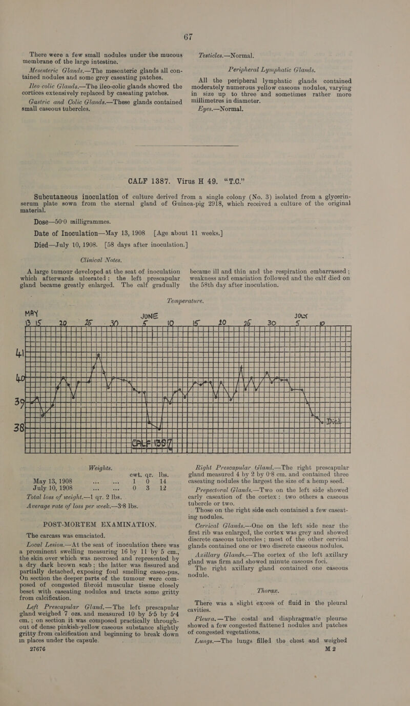 membrane of the large intestine. Mesenteric Glands.—The mesenteric glands all con- tained nodules and some grey caseating patches. Lleo-colic Glands.—T he ileo-colic glands showed the cortices extensively replaced by caseating patches. Gastric and Colic Glunds.—These glands contained small caseous tubercles. Peripheral Lymphatie Glands. All the peripheral lymphatic glands contained moderately numerous yellow caseous nodules, varying in size up to three and sometimes rather more millimetres in diameter. Eyes.—Normal.  6 ma? material. Dose—50°0 milligrammes. Date of Inoculation—May 13, 1908 Died—July 10, 1908. Clinical Notes. A large tumour developed at the seat of inoculation which afterwards ulcerated: the left prescapular gland became greatly enlarged. The calf gradually became ill and thin and the respiration embarrassed ; weakness and emaciation followed and the calf died on the 58th day after inoculation.                         ae Git cH H Le = Seam PEEEEREEEEEEEEEEEEEE EEE ei ae 7 7 ne ECC CEC EEE EE EEE EE +--+] +H SREB aes ttt ttle ttt Pt PN ett Et — “EE moewemieriga | \ Pitter t tt ttt tT PE COOCAL Vere TTT Te SS0087 000/22 RENIN CO aes eee NG eal ae Da ete lel 77] BEvVaNnyVea s+ Bes ie SOGM00) GOSS eeee ee a a Se a BRSEnS yo) ale tt ERRRREBBEN ARs Pata at iat || irs | a imebal ial ie aac pimtialeie( folie ttl etl el | ciel PE Piatt aan saaen a nek Pe ae ata Petts Jadot He et Hee EERE EEE EES EEE EEE ee et | Sima ietsieiee ts ttt) Fo fet fc an fief ce Oey aN] wef || foe fap nee OL Seee eee SUSE TESS TS SEEEEESESaesesesneSes SGU TUTTE TEE SECEEEEEEEEEESEEEE &amp; HRBE SE UREERD_AVSTT 7 Be ORE eee eee Seas ter we i) bet rey LLL CLE Pre LEE Pree S2000000000000050000000s s00a).0550555505655s55s55555s550555s55005  Weights. ewt. qr. lbs. May 13, 1908 to ey, dial Ona, July 10, 1908 in Oe geBeeeh2 Total loss of weight.—1 qr. 2 THE Average rate of loss per week.—3°8 lbs. - POST-MORTEM EXAMINATION. The carcass was emaciated. Local Lesion.—At the seat of inoculation there was a prominent swelling measuring 16 by 11 by 5 cm, the skin over which was necrosed and represented by a dry dark brown scab; the latter was fissured and pavenily detached, exposing foul smelling caseo-pus. On section the deeper parts of the tumour were com- posed of congested fibroid muscular tissue closely beset with caseating nodules and tracts some gritty from calcification. Left Prescapular Gland.—The left prescapular gland weighed 7 ozs. and measured 10 by 5°5 by 5:4 cm. ; on section it was composed practically through- out of dense pinkish-yellow caseous substance slightly gritty from calcification and peers to break down in places under the capsule. 27676  Right Prescapular Gland.—The right prescapular gland measured 4 by 2 by 0°8 cm. and contained three caseating nodules the largest the size of a hemp seed. Prepectoral Glands.—Two on the left side showed early caseation of the cortex: two others a caseous tubercle or two. Those on the right side each contained a few caseat- ing nodules. Cervical Glands.—-One on the left side near the first rib was enlarged, the cortex was grey and showed discrete caseous tubercles ; most of the other cervical glands contained one or two discrete caseous nodules. Aaillary Glands.—The cortex of the left axillary gland was firm and showed minute caseous foci. The right axillary gland contained one caseous nodule. Thorax. There was a ety excess of fluid in the pleural cavities. Pleura.—The costal: and diaphragmatic pleurae showed a few congested flattened nodules and patches of congested vegetations. ELungs.—The lungs filled the chest and weighed M 2