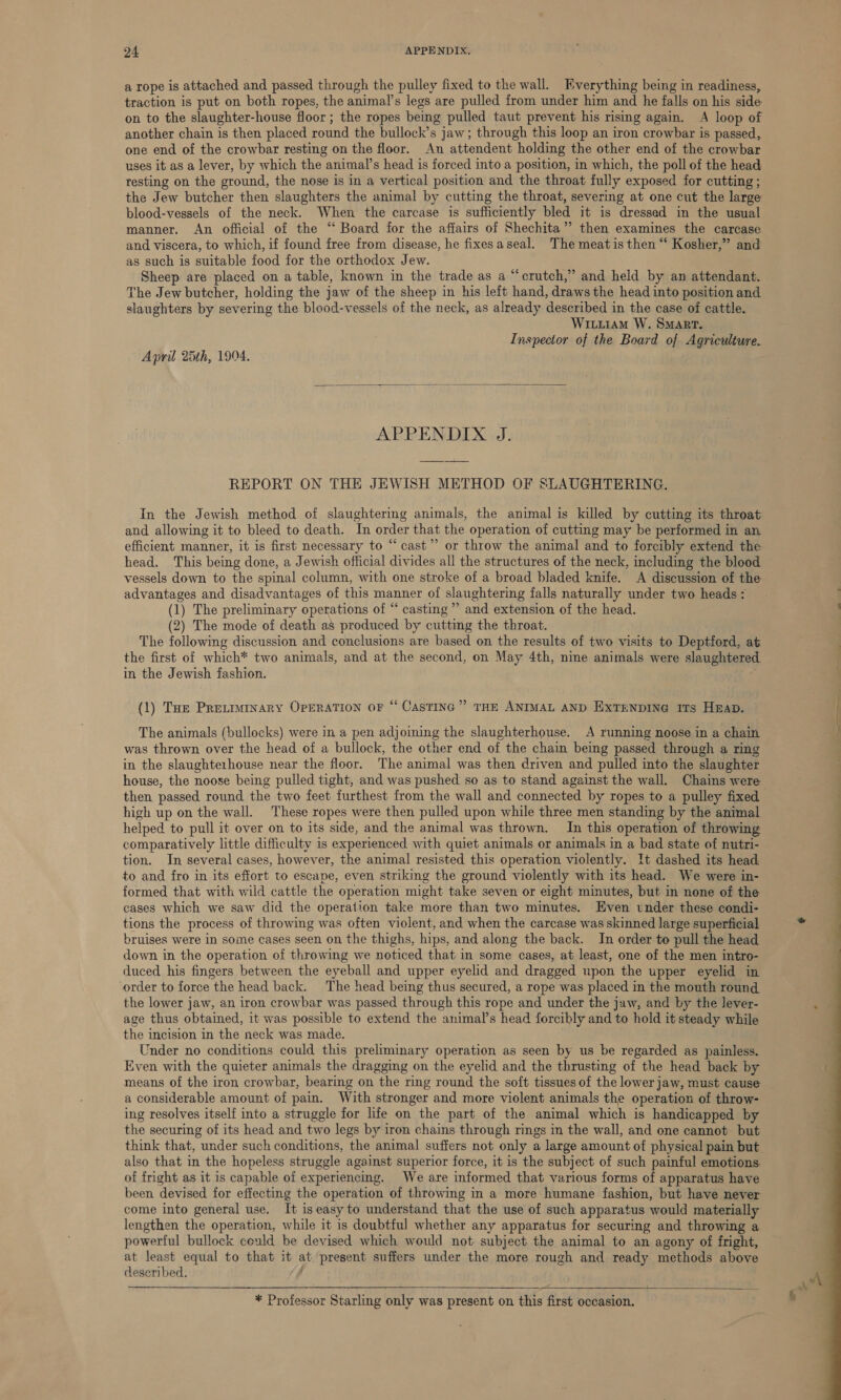 a rope is attached and passed through the pulley fixed to the wall. Hverything being in readiness, traction is put on both ropes, the animal’s legs are pulled from under him and he falls on his side on to the slaughter-house floor; the ropes being pulled taut prevent his rising again. A loop of another chain is then placed round the bullock’s jaw; through this loop an iron crowbar is passed, one end of the crowbar resting on the floor. An attendent holding the other end of the crowbar uses it as a lever, by which the animal’s head is forced into a position, in which, the poll of the head resting on the ground, the nose is in a vertical position and the throat fully exposed for cutting ; the Jew butcher then slaughters the animal by cutting the throat, severing at one cut the large blood-vessels of the neck. When the carcase is sufficiently bled it is dressed in the usual manner. An official of the “ Board for the affairs of Shechita”’ then examines the carcase and viscera, to which, if found free from disease, he fixesaseal. The meatis then “‘ Kosher,” and as such is suitable food for the orthodox Jew. Sheep are placed on a table, known in the trade as a “crutch,” and held by an attendant. The Jew butcher, holding the jaw of the sheep in his left hand, draws the head into position and slaughters by severing the blood-vessels of the neck, as already described in the case of cattle. Wiuiiam W. Smarr. Inspector of the Board of Agriculture. April 2th, 1904.  APPENDIX J. REPORT ON THE JEWISH METHOD OF SLAUGHTERING. In the Jewish method of slaughtering animals, the animal is killed by cutting its throat and allowing it to bleed to death. In order that the operation of cutting may be performed in an efficient manner, it is first necessary to “ cast”’ or throw the animal and to forcibly extend the head. This being done, a Jewish official divides all the structures of the neck, including the blood vessels down to the spinal column, with one stroke of a broad bladed knife. A discussion of the advantages and disadvantages of this manner of slaughtering falls naturally under two heads : (1) The preliminary operations of “ casting” and extension of the head. (2) The mode of death as produced by cutting the throat. The following discussion and conclusions are based on the results of two visits to Deptford, at the first of which* two animals, and at the second, on May 4th, nine animals were slaughtered in the Jewish fashion. (1) Tue Pretruinary OPERATION oF “ CasTING” THE ANIMAL AND EXTENDING ITs HEAD. The animals (bullocks) were in a pen adjoining the slaughterhouse. A running noose in a chain was thrown over the head of a bullock, the other end of the chain being passed through a ring in the slaughterhouse near the floor. The animal was then driven and pulled into the slaughter house, the noose being pulled tight, and was pushed so as to stand against the wall. Chains were then passed round the two feet furthest from the wall and connected by ropes to a pulley fixed high up on the wall. These ropes were then pulled upon while three men standing by the animal helped to pull it over on to its side, and the animal was thrown. In this operation of throwing comparatively little difficulty is experienced with quiet animals or animals in a bad state of nutri- tion. In several cases, however, the animal resisted this operation violently. It dashed its head to and fro in its effort to escape, even striking the ground violently with its head. We were in- formed that with wild cattle the operation might take seven or eight minutes, but in none of the cases which we saw did the operation take more than two minutes. Even under these condi- tions the process of throwing was often violent, and when the carcase was skinned large superficial bruises were in some cases seen on the thighs, hips, and along the back. In order to pull the head down in the operation of throwing we noticed that in some cases, at least, one of the men intro- duced his fingers between the eyeball and upper eyelid and dragged upon the upper eyelid in ‘order to force the head back. The head being thus secured, a rope was placed in the mouth round the lower jaw, an iron crowbar was passed through this rope and under the jaw, and by the lever- age thus obtained, it was possible to extend the animal’s head forcibly and to hold it steady while the incision in the neck was made. Under no conditions could this preliminary operation as seen by us be regarded as painless. Even with the quieter animals the dragging on the eyelid and the thrusting of the head back by means of the iron crowbar, bearing on the ring round the soft tissues of the lower jaw, must cause a considerable amount of pain. With stronger and more violent animals the operation of throw- ing resolves itself into a struggle for life on the part of the animal which is handicapped by the securing of its head and two legs by iron chains through rings in the wall, and one cannot but think that, under such conditions, the animal suffers not only a large amount of physical pain but also that in the hopeless struggle against superior force, it is the subject of such painful emotions. of fright as it is capable of experiencing. We are informed that various forms of apparatus have been devised for effecting the operation of throwing in a more humane fashion, but have never come into general use. It is easy to understand that the use of such apparatus would materially lengthen the operation, while it is doubtful whether any apparatus for securing and throwing a powerful bullock could be devised which would not subject the animal to an agony of fright, at least equal to that it at present suffers under the more rough and ready methods above deseribed. .  * Professor Starling only was present on this first occasion. 