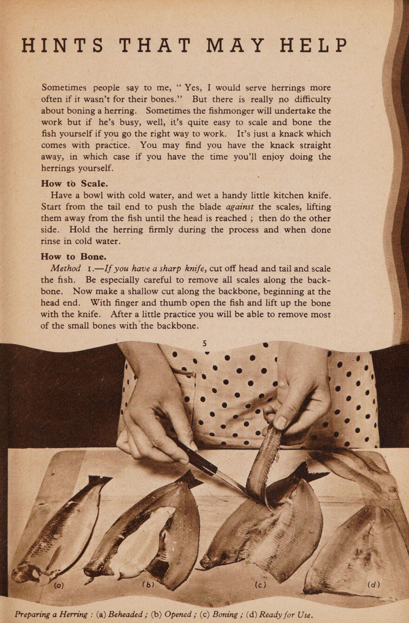 Ponte THAT MAY HELP Sometimes people say to me, “ Yes, I would serve herrings more often if it wasn’t for their bones.’’ But there is really no difficulty about boning a herring. Sometimes the fishmonger will undertake the work but if he’s busy, well, it’s quite easy to scale and bone the fish yourself if you go the right way to work. It’s just a knack which comes with practice. You may find you have the knack straight away, in which case if you have the time you’ll enjoy doing the herrings yourself. How to Scale. Have a bowl with cold water, and wet a handy little kitchen knife. Start from the tail end to push the blade agaist the scales, lifting them away from the fish until the head is reached ; then do the other side. Hold the herring firmly during the process and when done rinse in cold water.   Sed Seg Ee ‘a : nis Preparing a Herring : (a) Beheaded ; (b) Opened ; (c) Boning ; (d) Ready for Use. 