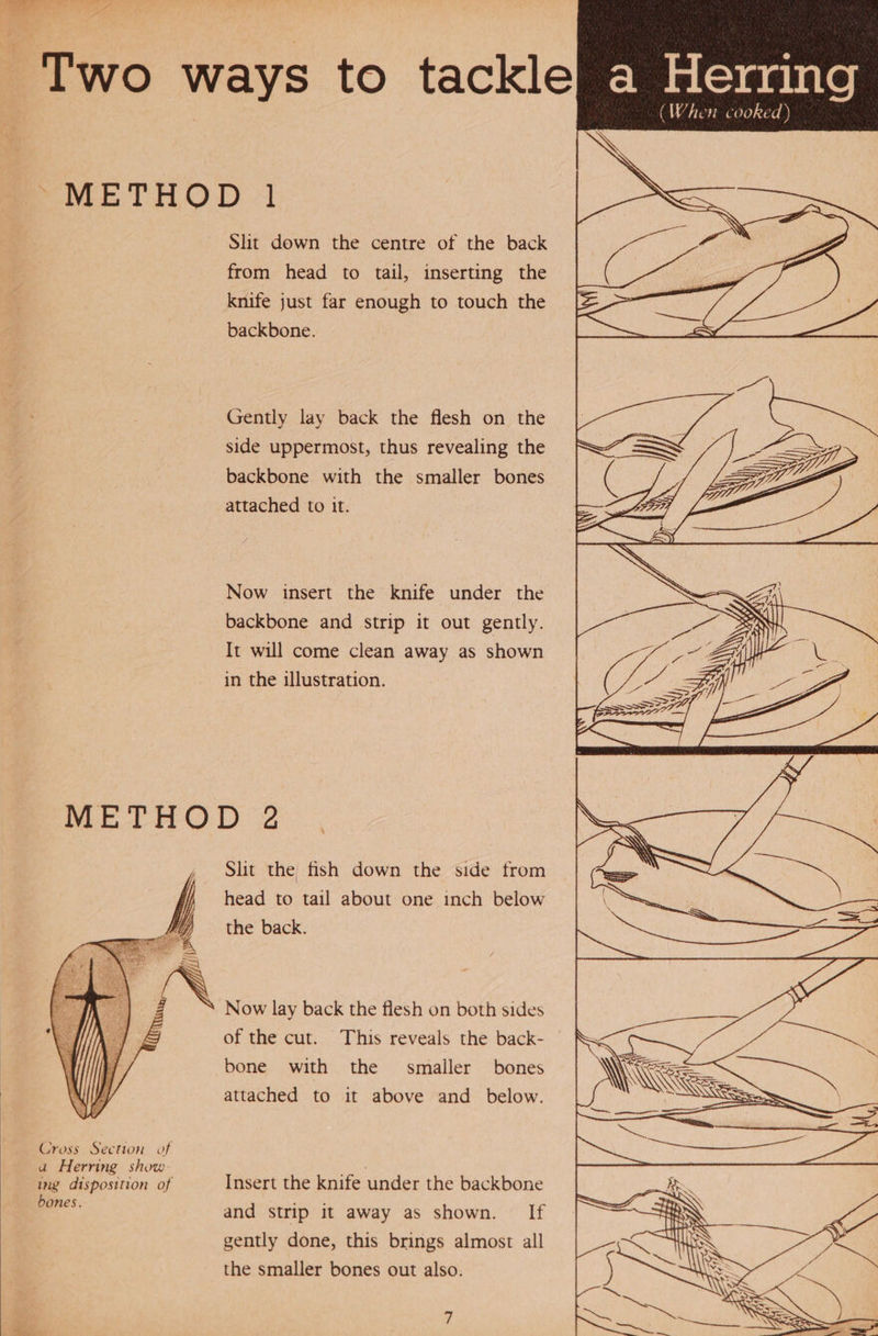Two ways to tackle—EWsGreatite (When cooked)  Pre 1 OD Slit down the centre of the back from head to tail, inserting the knife just far enough to touch the backbone. Gently lay back the flesh on the side uppermost, thus revealing the backbone with the smaller bones attached to it. Now insert the knife under the backbone and strip it out gently. It will come clean away as shown in the illustration. METHOD 2 . Slit the fish down the side from f head to tail about one inch below the back.   —_ My a A pares 1 eaeote SP eim: com * + = ak Now lay back the flesh on both sides of the cut. This reveals the back- bone with the smailer bones attached to it above and below. Cross Section of a Herring show ete ing disposition of Insert the knife under the backbone pees: and strip it away as shown. If gently done, this brings almost all the smaller bones out also: 