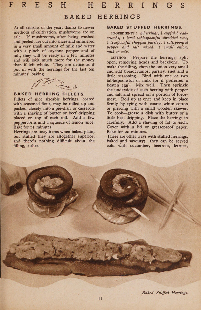 At all seasons of the year, thanks to newer methods of cultivation, mushrooms are on sale. If mushrooms, after being washed and peeled, are cut into slices and simmered in a very small amount of milk and water with a pinch of cayenne pepper and of salt, they will be ready in a few minutes and will look much more for the money than if left whole. They are delicious if put in with the herrings for the last ten minutes’ baking. woo See Vacs eS 25 Srna BAKED HERRING FILLETS. Fillets of nice sizeable herrings, coated with seasoned flour, may be rolled up and packed closely into a pie-dish or casserole with a shaving of butter or beef dripping placed on top of each roll. Add a few peppercorns and a squeeze of lemon juice. Bake for 15 minutes. Herrings are tasty items when baked plain, but stuffed they are altogether superior, and there’s nothing difficult about the filling, either. BAKED STUFFED HERRINGS. INGREDIENTS : 4 herrings, 4 cupful bread- crumbs, 1 level tablespoonful shredded suet, 1 teaspoonful chopped parsley, 1 saltspoonful pepper and salt mixed, 1 small onion, milk to mix. METHOD: Prepare the herrings, split open, removing heads and backbone. To make the filling, chop the onion very small and add breadcrumbs, parsley, suet and a little seasoning. Bind with one or two tablespoonsful of milk (or if preferred a beaten egg). Mix well. Then sprinkle the underside of each herring with pepper and salt and spread on a portion of force- meat. Roll up at once and keep in place firmly by tying with coarse white cotton or piercing with a small wooden skewer. To cook—grease a dish with butter or a little beef dripping. Place the herrings in carefully. Adda shaving of fat to each. Cover with a lid or greaseproof paper. Bake for 20 minutes. There are other ways with stuffed herrings, baked and ‘savoury; they can be served cold with cucumber, beetroot, lettuce, 