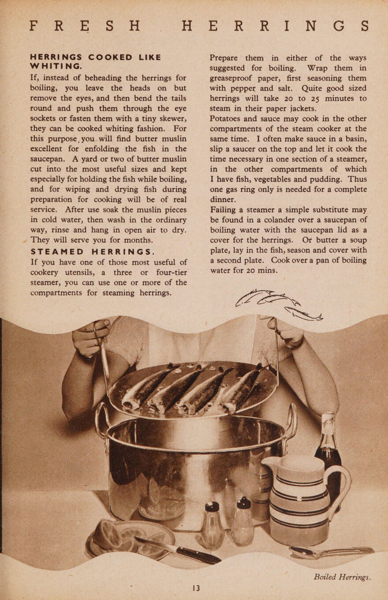 SR A HERRINGS COOKED LIKE WHITING. If, instead of beheading the herrings for boiling, you leave the heads on but remove the eyes, and then bend the tails round and push them through the eye sockets or fasten them with a tiny skewer, they can be cooked whiting fashion. For ‘this purpose, you will find butter muslin excellent for enfolding the fish in the saucepan. A yard or two of butter muslin cut into the most useful sizes and kept especially for holding the fish while boiling, and for wiping and drying fish during preparation for cooking will be of real service. After use soak the muslin pieces in cold water, then wash in the ordinary way, rinse and hang in open air to dry. They will serve you for months. STEAMED HERRINGS. If you have one of those most useful of cookery utensils, a three or four-tier steamer, you can use one or more of the compartments for steaming herrings. 1: Betis, ate =: Prepare them in either of the ways suggested for boiling. Wrap them in greaseproof paper, first seasoning them with pepper and salt. Quite good sized herrings will take 20 to 25 minutes to steam in their paper jackets. Potatoes and sauce may cook in the other compartments of the steam cooker at the same time. I often make sauce in a basin, slip a saucer on the top and let it cook the time necessary in one section of a steamer, in the other compartments of which I have fish, vegetables and pudding. Thus one gas ring only is needed for a complete dinner. Failing a steamer a simple substitute may be found in a colander over a saucepan of boiling water with the saucepan lid as a cover for the herrings. Or butter a soup plate, lay in the fish, season and cover with a second plate. Cook overa pan of boiling water for 20 mins. Boiled Herrings.
