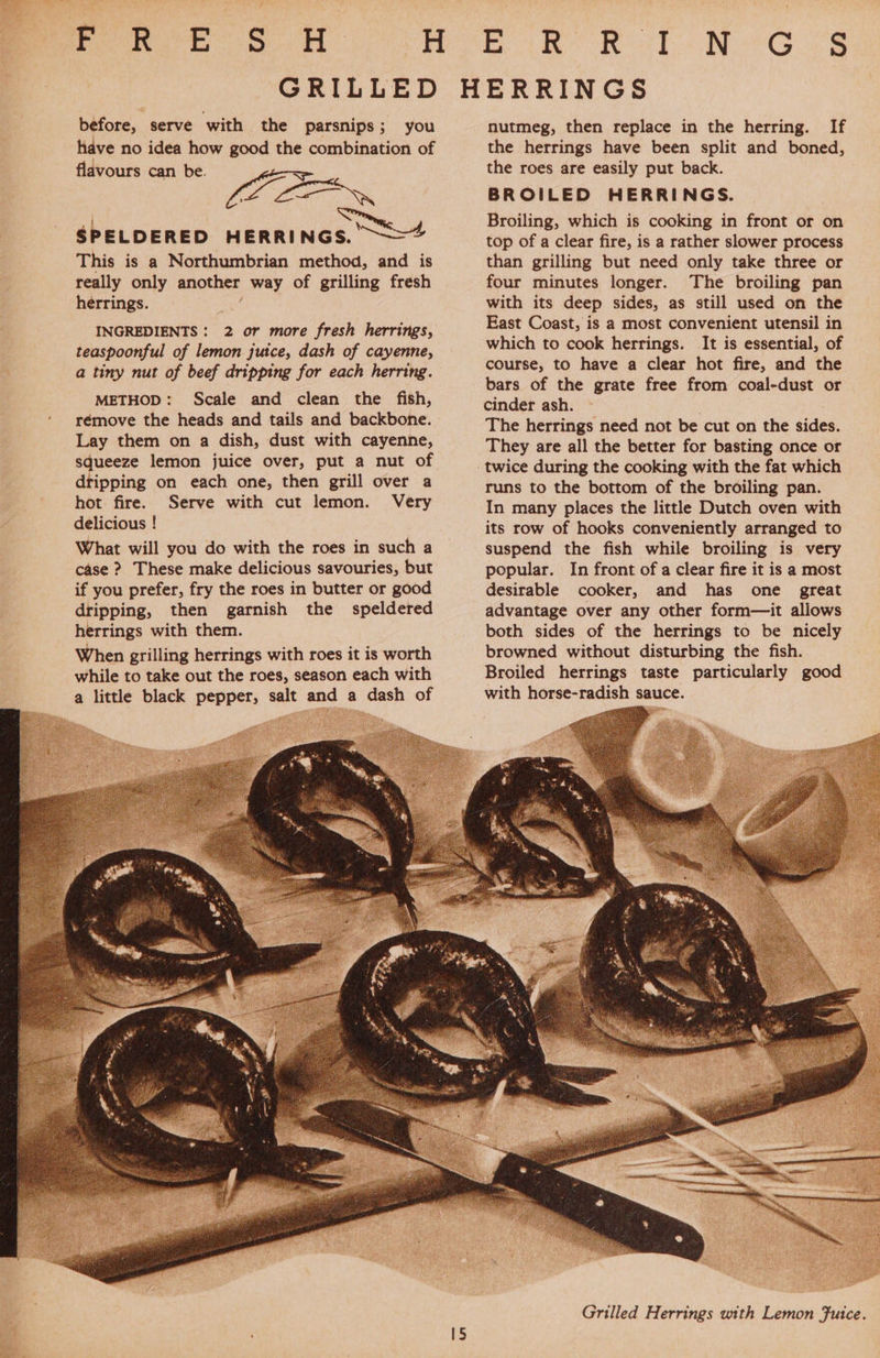kd ee Opa eae GRILLED before, serve with the parsnips; you have no idea how good the combination of flavours can be. ‘ bie a SPELDERED Wankinds ot This is a Northumbrian method, and is really only another way of grilling fresh herrings. INGREDIENTS : 2 or more fresh herrings, teaspoonful of lemon juice, dash of cayenne, a tiny nut of beef dripping for each herring. METHOD: Scale and clean the fish, rémove the heads and tails and backbone. Lay them on a dish, dust with cayenne, squeeze lemon juice over, put a nut of dripping on each one, then grill over a hot fire. Serve with cut lemon. Very delicious ! What will you do with the roes in such a case ? These make delicious savouries, but if you prefer, fry the roes in butter or good dripping, then garnish the speldered NG 8 nutmeg, then replace in the herring. If the herrings have been split and boned, the roes are easily put back. BROILED HERRINGS. Broiling, which is cooking in front or on top of a clear fire, is a rather slower process than grilling but need only take three or four minutes longer. The broiling pan with its deep sides, as still used on the East Coast, is a most convenient utensil in which to cook herrings. It is essential, of course, to have a clear hot fire, and the bars of the grate free from coal-dust or cinder ash. The herrings need not be cut on the sides. They are all the better for basting once or twice during the cooking with the fat which runs to the bottom of the broiling pan. In many places the little Dutch oven with its row of hooks conveniently arranged to suspend the fish while broiling is very popular. In front of a clear fire it is a most desirable cooker, and has one. great advantage over any other form—it allows both sides of the herrings to be nicely browned without disturbing the fish. Broiled herrings taste particularly good with horse-radish sauce. 
