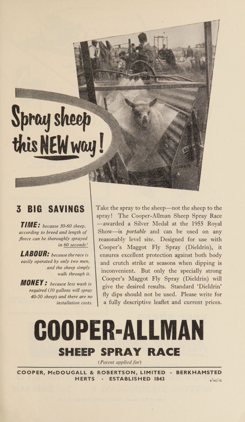  TIME: because 30-60 sheep, according to breed and length of fleece can be thoroughly sprayed in 60 seconds! LABOUR: because the race is easily operated by only two men, and the sheep simply walk through it. M ONE Y: because less wash is required (10 gallons will spray 40-50 sheep) and there are no installation costs. Take the spray to the sheep—not the sheep to the spray! The Cooper-Allman Sheep Spray Race —awarded a Silver Medal at the 1955 Royal Show—is portable and can be used on any reasonably level site. Designed for use with Cooper’s Maggot Fly Spray (Dieldrin), it ensures excellent protection against both body and crutch strike at seasons when dipping is inconvenient. But only the specially strong Cooper’s Maggot Fly Spray (Dieldrin) will give the desired results. Standard ‘Dieldrin’ fly dips should not be used. Please write for a fully descriptive leaflet and current prices.  HERTS - ESTABLISHED 1843 é/ac/i2