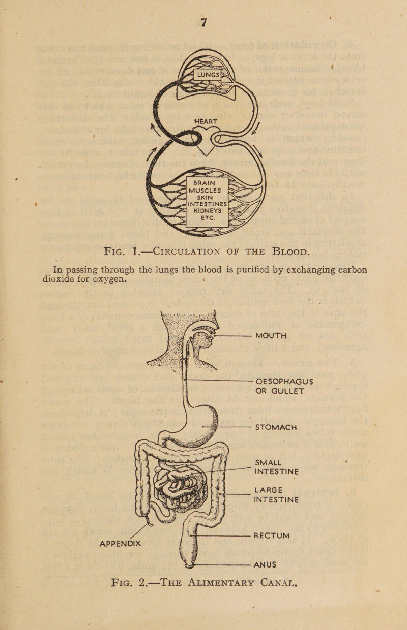  Fic. 1.—CIrRCULATION OF THE BLOOD. In passing through the lungs the blood is purified by exchanging carbon dioxide for oxygen. ; MOUTH OESOPHAGUS OR GULLET STOMACH SMALL i INTESTINE LARGE INTESTINE  RECTUM APPENDIX ANUS Fic. 2.—THE ALIMENTARY CANAL,