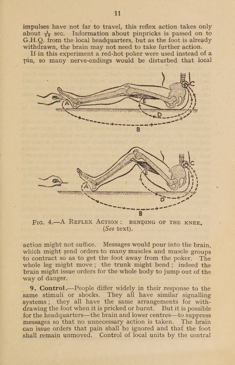 aa impulses have not far to travel, this reflex action takes only about 3 sec. Information about pinpricks is passed on to G.H.Q. from the local headquarters, but as the foot is already withdrawn, the brain may not need to take further action. If in this experiment a red-hot poker were used instead of a pin, so many nerve-endings would be disturbed that local  Fic. 4.—A REFLEX ACTION: BENDING OF THE KNEE, (See text). action might not suffice. Messages would pour into the brain, which might send orders to many muscles and muscle groups to contract so as to get the foot away from the poker. The whole leg might move; the trunk might bend; indeed the brain might issue orders for the whole body to jump out of the way of danger. 9. Control.—People differ ee in their response to the same stimuli or shocks. They all have similar signalling systems; they all have the same arrangements for with- drawing the foot when it is pricked or burnt. But it is possible for the headquarters—the brain and lower centres—to suppress messages so that no unnecessary action is taken. The brain can issue orders that pain shall be ignored and that the foot shall remain unmoved. Control of local units by the central