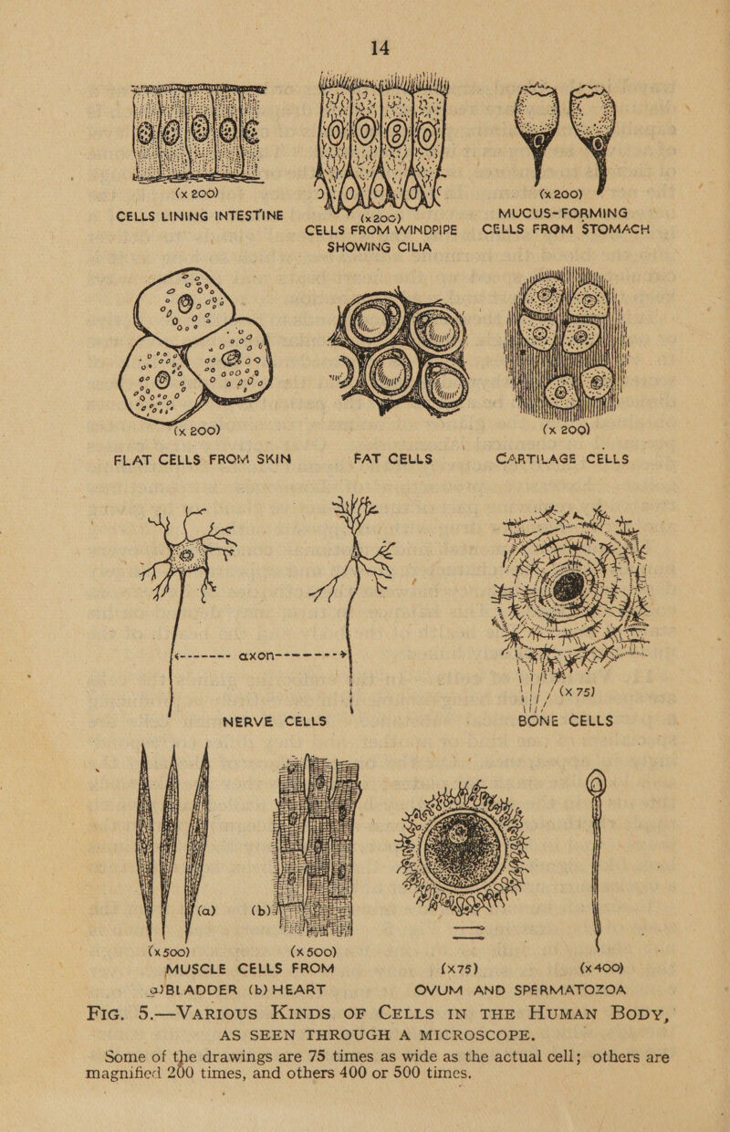    (x 200) MY. (a'g03} MUCUS- FORMING CELLS FROM WINDPIPE CELLS FROM STOMACH SHOWING CILIA  FLAT CELLS FROM SKIN Some of the drawings are 75 times as wide as the actual cell; others are magnified 200 times, and others 400 or 500 times,