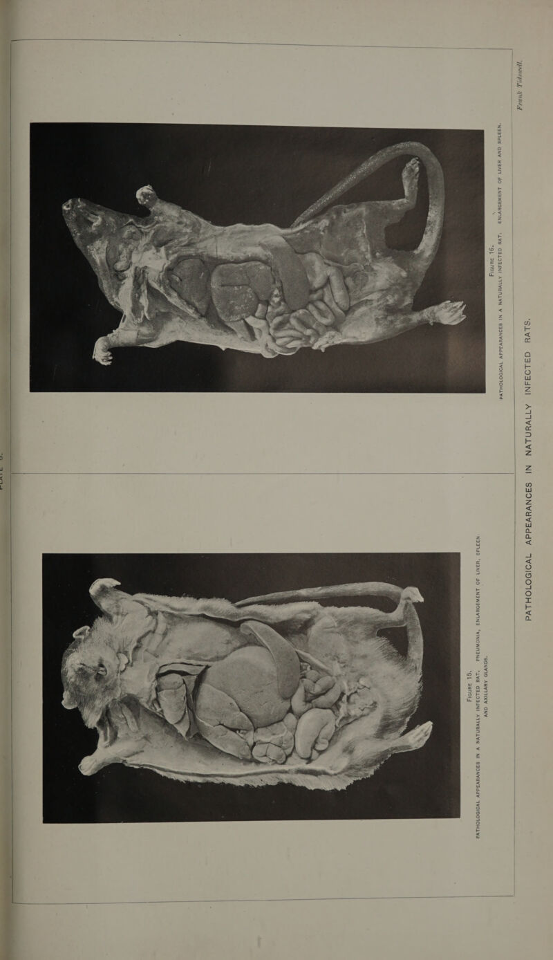   ‘Panspry BALE i —— — *N3371dS GNY Y3SAM JO LNSWS98VING “LVH GSLOZSNI ATIVHYNLYN VW NI SSONVYVAddY T1YOIDOIOHLYd QL 3yNDIy |      