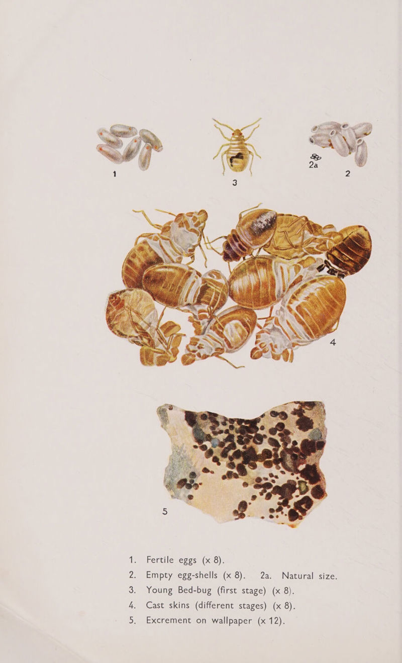  Excrement on wallpaper (x 12).