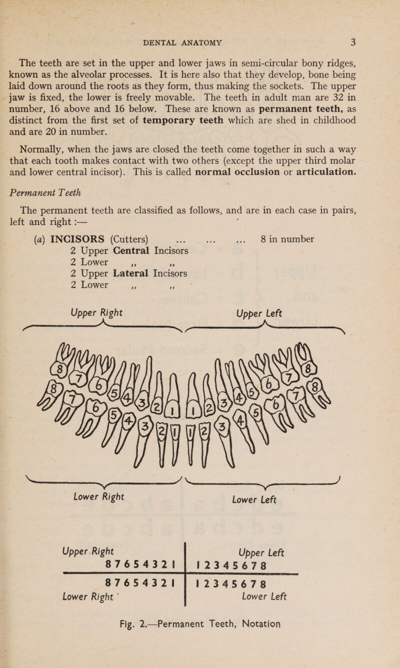 The teeth are set in the upper and lower jaws in semi-circular bony ridges, known as the alveolar processes. It is here also that they develop, bone being laid down around the roots as they form, thus making the sockets. The upper - jaw is fixed, the lower is freely movable. The teeth in adult man are 32 in number, 16 above and 16 below. These are known as permanent teeth, as distinct from the first set of temporary teeth which are shed in childhood and are 20 in number. Normally, when the jaws are closed the teeth come together in such a way that each tooth makes contact with two others (except the upper third molar and lower central incisor). This is called normal occlusion or articulation. Permanent Teeth The permanent teeth are classified as follows, and are in each case in pairs, left and right :— (a) INCISORS (Cutters) oo ae ... 8 in number 2 Upper Central Incisors 2 Lower = a 2 Upper Lateral Incisors 2 Lower - .. ,. * Upper Right Upper Left     Lower Right Lower Left Upper .Right Upper Left 87654321 12345678   87654321 Lower Right °    12345678 Lower Left