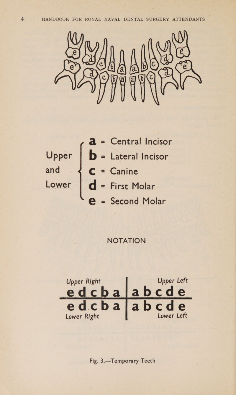 SY hiss ABE = Central Incisor Upper — Lateral Incisor a b and © = Canine d e Lower — = First Molar = Second Molar NOTATION Upper Right Upper Left edcbajabcde edcbalabcde Lower Right Lower Left   Fig. 3—Temporary Teeth