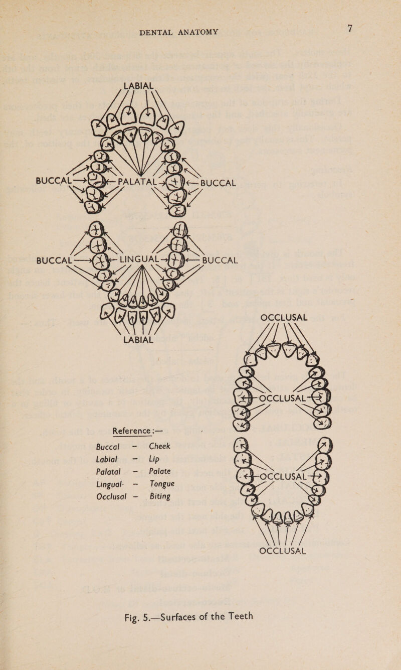  LABIAL Reference :— Buccal - Cheek Labial — Lip Palatal —- Palate Lingual- ~- Tongue Occlusal - Biting 