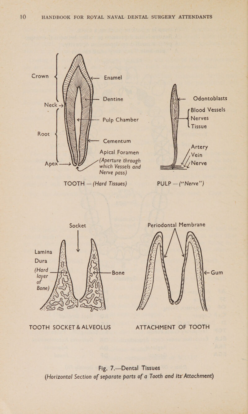      Crown Enamel Dentine Odontoblasts Neck &gt; : Blood Vessels Pulp Chamber ‘Nerves Tissue Root Cementum ne Artery rhe cla Vein = perture through 6 acy late which Vessels and dogideh Nerve pass) TOOTH — (Hard Tissues) PULP — (“Nerve”) Socket Periodontal Membrane Lamina Dura (Hard layer Bone of i Bone) /  TOOTH SOCKET &amp; ALVEOLUS ATTACHMENT OF TOOTH Fig. 7—Dental Tissues (Horizontal Section of separate parts of a Tooth and its’ Attachment)