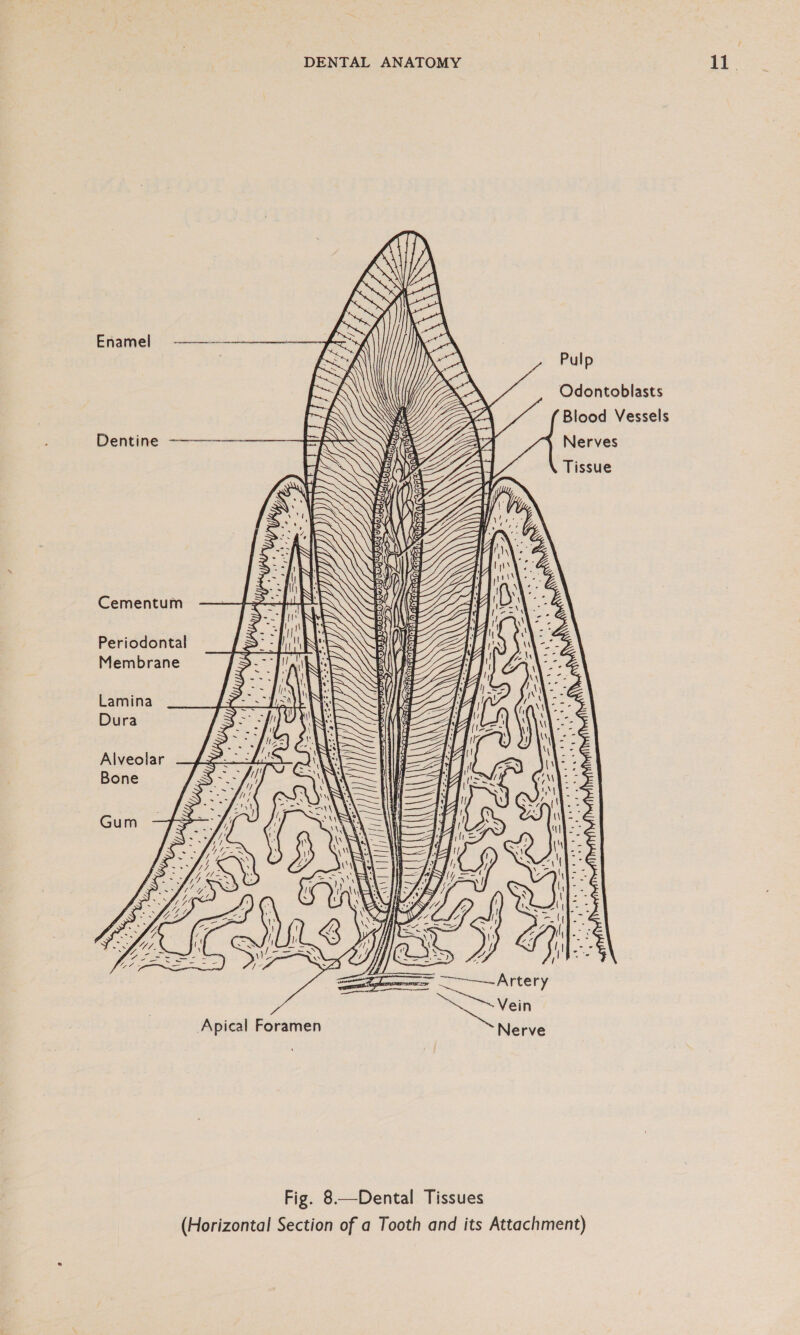 ve Blood Vessels Nerves Tissue  ao &gt; Oc aes Y = - ua © &lt;&gt; -Z — — =v . ree  epee fi SP N Sora yy ‘  Apical Foramen £ S o 3 cc Se i, v e ee « pd vo = oO ww (a oO £ re) oe — 3 oO © a Ee Eon &gt; c v cv) o oc on wi O he Nee ee Ble ee Fig. 8.—Dental Tissues