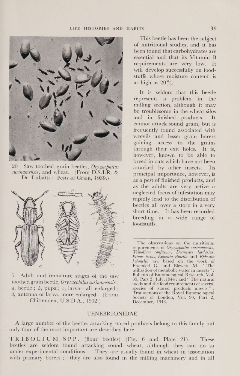 This beetle has been the subject of nutritional studies, and it has been found that carbohydrates are essential and that its Vitamin B requirements are very low. It will develop successfully on food- stuffs whose moisture content is as high as 20) 4 It is seldom that this beetle represents a problem in_ the milling section, although it may be troublesome in the wheat silos and in finished products. It cannot attack sound grain, but is frequently found associated with weevils and lesser grain borers gaining access to the grains through thew exit holes, 1 1s, however, known to be able to breed in oats which have not been  20 Saw toothed grain beetles, Oryzaephilus attacked by other insects. Its SUTINAMENSIS , and wheat. (From Dae el A nearer principal importance, however, is Dr. Lubatti : Pests of Grain, 1939.) as a pest of finished products, and as the adults are very active a neglected focus of infestation may rapidly lead to the distribution of beetles all over a store in a very short time. It has been recorded breeding in a wide range of foodstuffs.  The observations on the nutritional requirements of Oryzaephilus surinamensis, Tribolium confusum, Dermestes lardarius, Ptinus tectus, Kphestia elutella and Ephestia Ktthniella are based on the work of Fraenkel G. and Blewett M. ~The utilisation of metabolic water in insects”’: Bulletin of Entomological Research, Vol. 39, Part-25 July, 1944: andi lhe natural   toothed grain beetle, Ory zaephilus surinamensis : foods and the food requirements of several a, beetle ; 6, pupa; c, larva—all enlarged ; species of stored products insects” : d, antenna of larva, more enlarged. (From Transactions of the Royal Entomological : Society of “London, “Vol. 93, Part 2, Chittenden, U.S.D.A., 1902.) December, 1943. ‘TTENEBRIONIDAE A large number of the beetles attacking stored products belong to this family but only four of the most important are described here. The Ol UNE &gt; &gt; PP: dlour beetles) (Fig: 6° and) *Plate. 21). These beetles are seldom found attacking sound wheat, although they can do so under experimental conditions. ‘They are usually found in wheat in association with primary borers ; they are also found in the milling machinery and in all