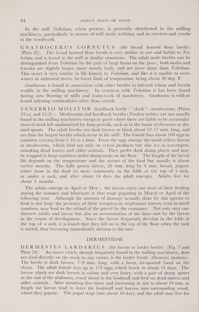 In the mill Tribolium, when present, is generally distributed in the milling machinery, particularly in masses of mill moth webbing and in crevices and cracks in the woodwork. GNATHOCERUS CORN UTUS (the breads homed tour bectic) (Plate 22). ‘The broad horned flour beetle is very similar in size and habits to Tri- bolium, and is found in the mill in similar situations. The adult male beetles can be distinguished from Tribolium by the pair of large horns on the jaws ; both males and females are slightly larger, more stoutly built, and are more shiny than Tribolium. This insect is very similar in life history to Tribolium, and like it is unable to over- winter in unheated stores, its lower limit of temperature being about 50 deg. F. Gnathocerus is found in association with other beetles in infested wheat and breeds readily in the milling machinery. In common with Tribolium it has been found boring into flooring of mills and framework of machinery. Gnathocerus is seldom found infesting commodities other than cereals. TENEBRIO:, MOL! (OR (hardback beetle: “clock = mealworms) (Plates 23 (a) and 23 (b) ). Mealworms and hardback beetles ( Tenebrio molitor) are not usually found in the milling machinery except in parts where there are lable to be accumula- tions of stock left undisturbed for long periods, such as in the boots of elevators or dis- used spouts. ‘The adult beetles are dark brown or black about 13-17 mm. long, and are thus the largest beetles which occur in the mill. The female lays about 160 eggs in numbers varying from 1-16 at a time. From the eggs emerge the small yellow larvae or mealworms, which feed not only on ccreal products but also act as scavengers, attacking dead insects and other animals. They prefer dark damp places and may be trapped in large numbers under damp sacks on the floor. ‘The length of the larval life depends on the temperature and the nature of the food but usually is about twelve months. The fully grown larvae, 28 mm. long by 4 mm. broad, pupate either loose in the food or, more commonly, in the folds atthe top of a sack, or under a sack, and after about 14 days the adult emerges. Adults live for about 3 months. The adults emerge in April or May ; the larvae carry out most of their feeding during the summer and hibernate in that stage pupating in March or April of the following year. Although the amount of damage actually done by this species to food is not large the presence of these conspicucus unpleasant insects, even in smal] numbers, may lead to the refusal of the parcel by the consumer. Not only may one discover adults and larvae but also an accumulation of the skins cast by the larvae in the course of development. Since the larvae frequently develop in the folds at the top of a sack, it is found that they fall on to the top of the flour when the sack is untied, thus becoming immediately obvious to the user. DERMESTIDAE DERMES TES, LARDA-R EUS. (the bacon or larder beetle Piggy aamd Plate 24). An insect which, though frequently found in the milling machinery, does not feed directly on the stock to any extent, is the larder beetle (Dermestes lardarius). The beetle is dark brown, 7-9 mm. long, with a fawn, six-spotted band on the elytra, The adult female lays up to 175 eggs, which hatch in about 12 days. The larvae which are dark brown in colour and very hairy, with a pair of sharp spines at the end of the abdomen, crawl about in the foodstuff and feed on dead insects and other animals. After moulting five times and increasing in size to about 10 mm. in length the larvae tend to leave the foodstuff and burrow into surrounding wood, where they pupate. ‘The pupal stage lasts about 10 days, and the adult may live for