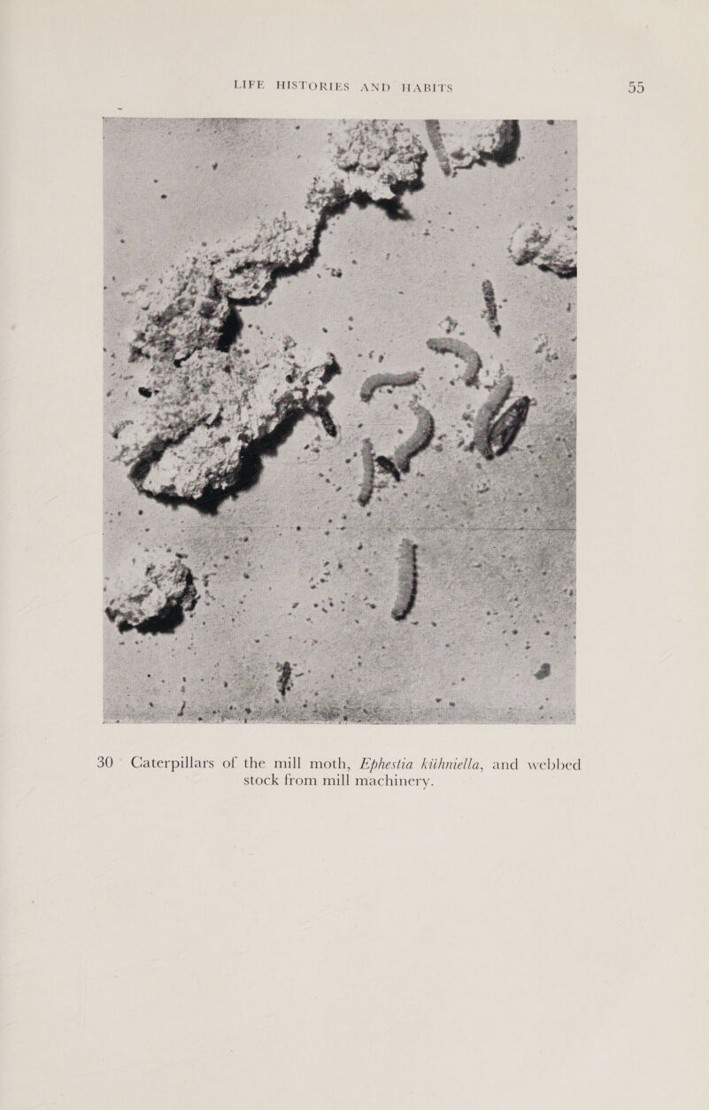  Caterpillars of the mill moth, Ephestia kiihniella, and stock from mill machinery. webbed Do