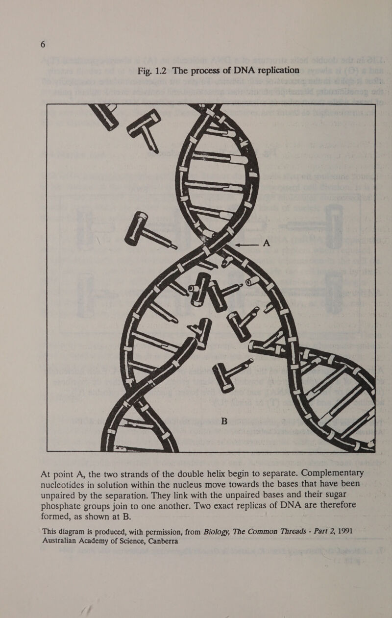 At point A, the two strands of the double helix begin to separate. Complementary nucleotides in solution within the nucleus move towards the bases that have been unpaired by the separation. They link with the unpaired bases and their sugar phosphate groups join to one another. Two exact replicas of DNA are therefore formed, as shown at B. This diagram is produced, with permission, from Biology, The Common Threads - Part 2, 1991 Australian Academy of Science, Canberra