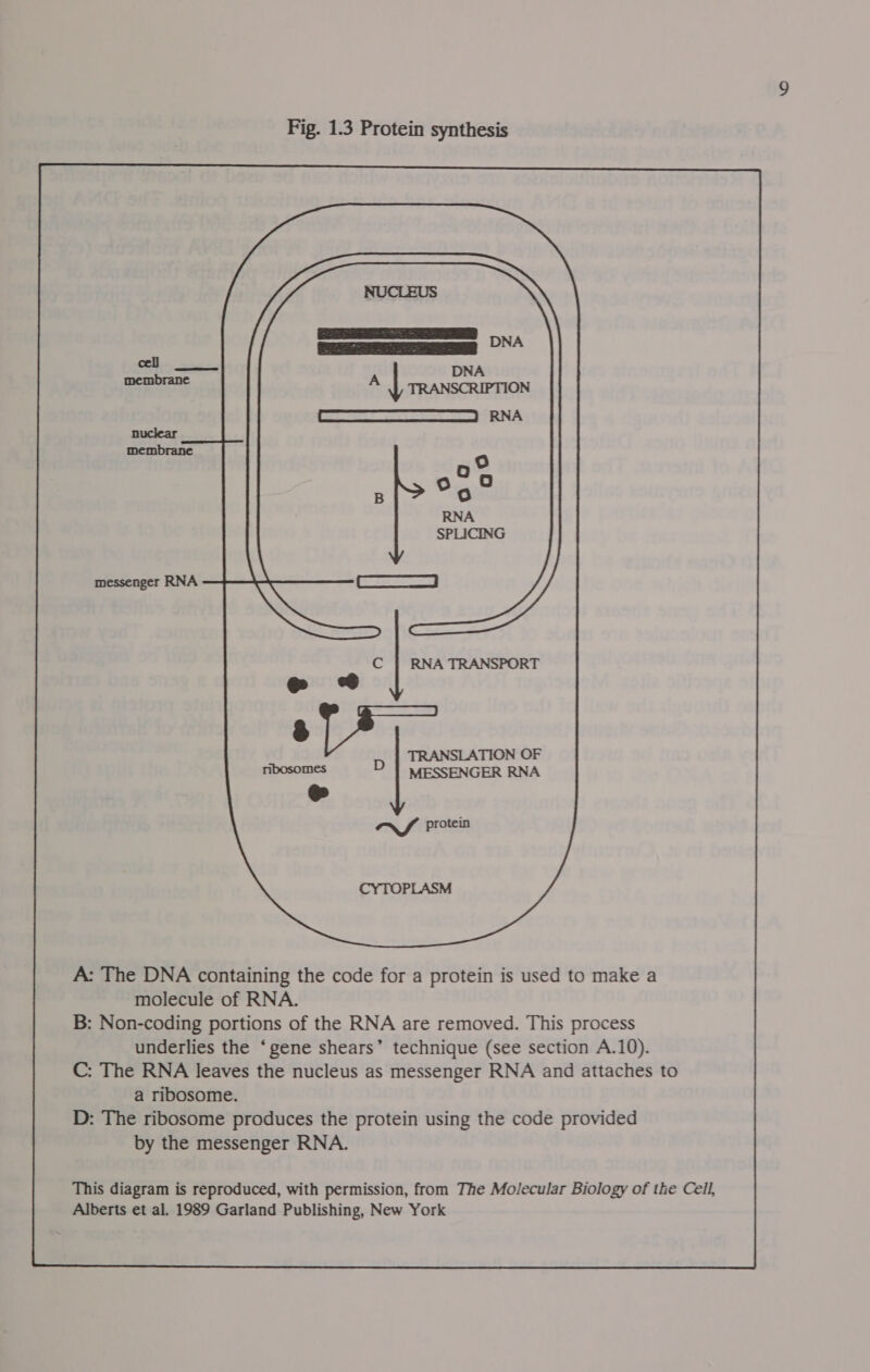 RNA TRANSPORT @e & D | MESSENGER RNA as AS protein CYTOPLASM A: The DNA containing the code for a protein is used to make a molecule of RNA. B: Non-coding portions of the RNA are removed. This process underlies the ‘gene shears’ technique (see section A.10). C: The RNA leaves the nucleus as messenger RNA and attaches to a ribosome. D: The ribosome produces the protein using the code provided by the messenger RNA. This diagram is reproduced, with permission, from The Molecular Biology of the Cell, Alberts et al. 1989 Garland Publishing, New York