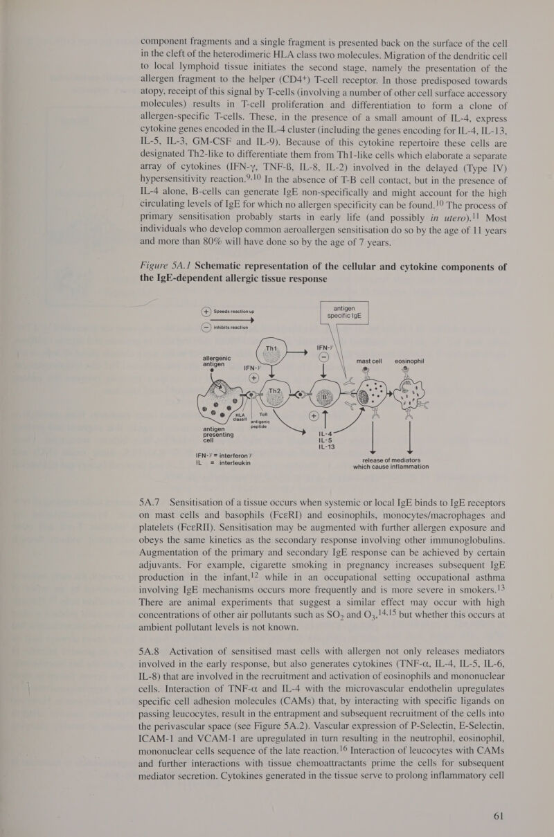 component fragments and a single fragment is presented back on the surface of the cell in the cleft of the heterodimeric HLA class two molecules. Migration of the dendritic cell to local lymphoid tissue initiates the second stage, namely the presentation of the allergen fragment to the helper (CD4+) T-cell receptor. In those predisposed towards atopy, receipt of this signal by T-cells (involving a number of other cell surface accessory molecules) results in T-cell proliferation and differentiation to form a clone of allergen-specific T-cells. These, in the presence of a small amount of IL-4, express cytokine genes encoded in the IL-4 cluster (including the genes encoding for IL-4, IL-13, IL-5, IL-3, GM-CSF and IL-9). Because of this cytokine repertoire these cells are designated Th2-like to differentiate them from Th1-like cells which elaborate a separate array of cytokines (IFN-y, TNF-8, IL-8, IL-2) involved in the delayed (Type IV) hypersensitivity reaction.?:!0 In the absence of T-B cell contact, but in the presence of IL-4 alone, B-cells can generate IgE non-specifically and might account for the high circulating levels of IgE for which no allergen specificity can be found.!9 The process of primary sensitisation probably starts in early life (and possibly in utero).!! Most individuals who develop common aeroallergen sensitisation do so by the age of 11 years and more than 80% will have done so by the age of 7 years. Figure 5A.1 Schematic representation of the cellular and cytokine components of the IgE-dependent allergic tissue response    antigen specific IgE 4) Speeds reaction up ©) inhibits reaction  allergenic  mast cell eosinophil &amp;  antigenic peptide  antigen presenting cell IFN-Y = interferon / e IL = interleukin release of mediators which cause inflammation 5A.7 Sensitisation of a tissue occurs when systemic or local IgE binds to IgE receptors on mast cells and basophils (FceRI) and eosinophils, monocytes/macrophages and platelets (FceRII). Sensitisation may be augmented with further allergen exposure and obeys the same kinetics as the secondary response involving other immunoglobulins. Augmentation of the primary and secondary IgE response can be achieved by certain adjuvants. For example, cigarette smoking in pregnancy increases subsequent IgE production in the infant,!2 while in an occupational setting occupational asthma involving IgE mechanisms occurs more frequently and is more severe in smokers.!3 There are animal experiments that suggest a similar effect may occur with high concentrations of other air pollutants such as SO, and O3,!+:!5 but whether this occurs at ambient pollutant levels is not known. 5A.8 Activation of sensitised mast cells with allergen not only releases mediators involved in the early response, but also generates cytokines (TNF-a, IL-4, IL-5, IL-6, IL-8) that are involved in the recruitment and activation of eosinophils and mononuclear cells. Interaction of TNF-a and IL-4 with the microvascular endothelin upregulates specific cell adhesion molecules (CAMs) that, by interacting with specific ligands on passing leucocytes, result in the entrapment and subsequent recruitment of the cells into the perivascular space (see Figure 5A.2). Vascular expression of P-Selectin, E-Selectin, ICAM-1 and VCAM-1 are upregulated in turn resulting in the neutrophil, eosinophil, mononuclear cells sequence of the late reaction.!® Interaction of leucocytes with CAMs and further interactions with tissue chemoattractants prime the cells for subsequent mediator secretion. Cytokines generated in the tissue serve to prolong inflammatory cell