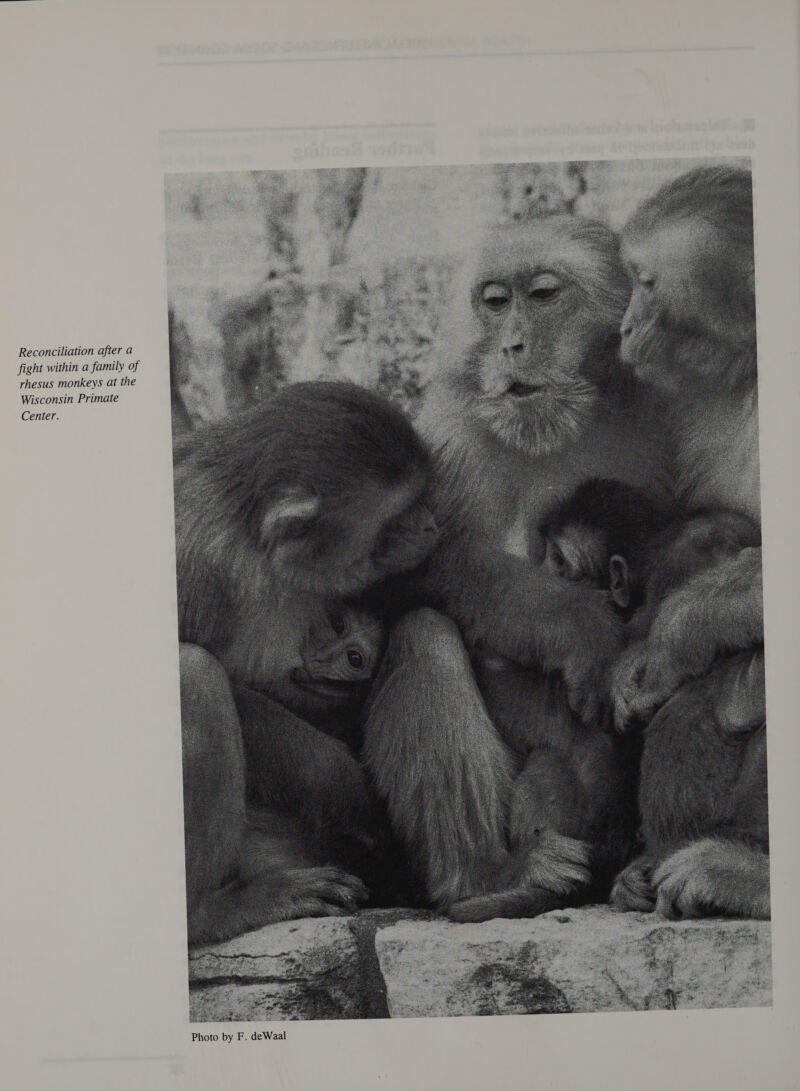 Reconciliation after a fight within a family of rhesus monkeys at the Wisconsin Primate Center. 