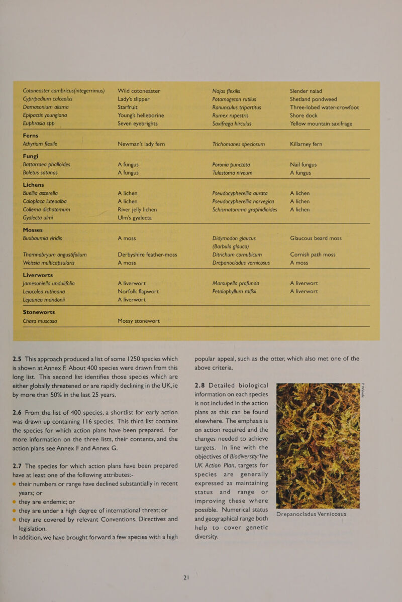 Cotoneaster cambricus(integerrimus) Cypripedium calceolus Damasonium alisma Epipactis youngiana Euphrasia spp Ferns Athyrium flexile Fungi Battarraea phalloides Boletus satanas Lichens Buellia asterella Caloplaca luteoalba Collema dichotomum Gyalecta ulmi  Mosses Buxbaumia viridis Thamnobryum angustifolium Weissia multicapsularis Liverworts Jamesoniella undulifolia Leiocolea rutheana Lejeunea mandonii Stoneworts Chara muscosa Wild cotoneaster Lady’s slipper Starfruit Young’s helleborine Seven eyebrights Newman’s lady fern A fungus A fungus A lichen A lichen River jelly lichen Ulm’s gyalecta A moss Derbyshire feather-moss A moss A liverwort Norfolk flapwort A liverwort Najas flexilis Slender naiad Potamogeton rutilus Shetland pondweed Three-lobed water-crowfoot Shore dock Yellow mountain saxifrage Ranunculus tripartitus Rumex rupestris Saxifraga hirculus  Trichomanes speciosum Killarney fern  Poronia punctata Nail fungus Tulostoma niveum A fungus Pseudocypherellia aurata A lichen Pseudocypherellia norvegica A lichen Schismatomma graphidioides A lichen Didymodon glaucus Glaucous beard moss (Barbula glauca) Ditrichum cornubicum Cornish path moss  Drepanocladus vernicosus A moss Marsupella profunda A liverwort Petalophyllum ralfsii A liverwort   Mossy stonewort 2.5 This approach produced a list of some | 250 species which is shown at Annex F. About 400 species were drawn from this long list. This second list identifies those species which are either globally threatened or are rapidly declining in the UK, ie by more than 50% in the last 25 years. 2.6 From the list of 400 species, a shortlist for early action was drawn up containing | 16 species. This third list contains the species for which action plans have been prepared. For more information on the three lists, their contents, and the action plans see Annex F and Annex G. 2.7 The species for which action plans have been prepared have at least one of the following attributes:- years; or ® they are endemic; or ® they are under a high degree of international threat; or ® they are covered by relevant Conventions, Directives and legislation. In addition, we have brought forward a few species with a high 21 popular appeal, such as the otter, which also met one of the above criteria. 2.8 Detailed biological information on each species is not included in the action plans as this can be found elsewhere. The emphasis is on action required and the changes needed to achieve targets. In line with the objectives of Biodiversity:The UK Action Plan, targets for species are generally expressed as maintaining status and range or improving these where possible. Numerical status Drepanocladus Vernicosus and geographical range both 4 help to cover genetic diversity.  APRA d