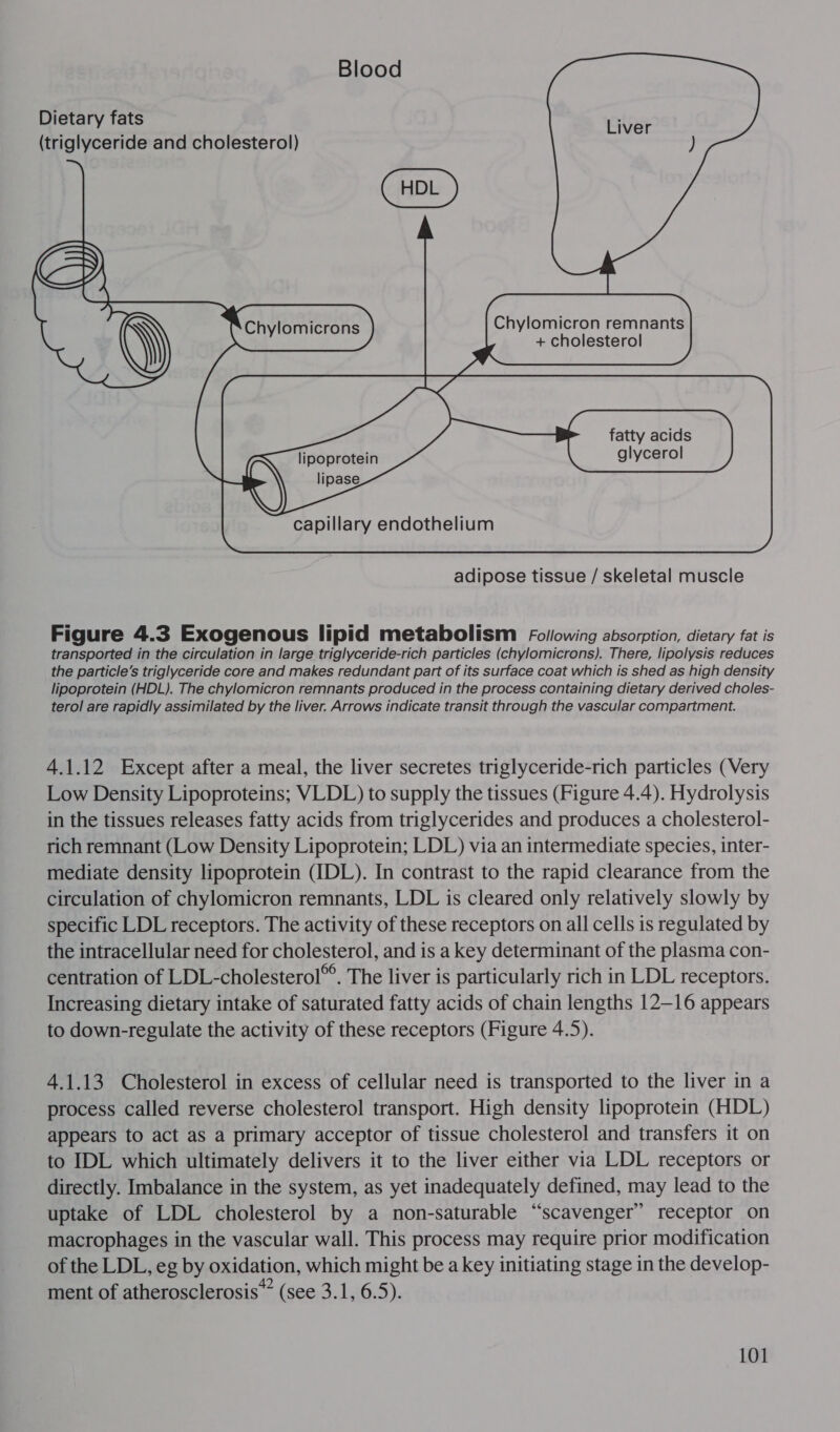 Blood Dietary fats (triglyceride and cholesterol)  HDL w~ SS Se) Chylomicrons Chylomicron remnants + cholesterol lr fatty acids lipoprotein glycerol lipase  adipose tissue / skeletal muscle Figure 4.3 Exogenous lipid metabolism Following absorption, dietary fat is transported in the circulation in large triglyceride-rich particles (chylomicrons). There, lipolysis reduces the particle’s triglyceride core and makes redundant part of its surface coat which is shed as high density lipoprotein (HDL). The chylomicron remnants produced in the process containing dietary derived choles- terol are rapidly assimilated by the liver. Arrows indicate transit through the vascular compartment. 4.1.12 Except after a meal, the liver secretes triglyceride-rich particles (Very Low Density Lipoproteins; VLDL) to supply the tissues (Figure 4.4). Hydrolysis in the tissues releases fatty acids from triglycerides and produces a cholesterol- rich remnant (Low Density Lipoprotein; LDL) via an intermediate species, inter- mediate density lipoprotein (IDL). In contrast to the rapid clearance from the circulation of chylomicron remnants, LDL is cleared only relatively slowly by specific LDL receptors. The activity of these receptors on all cells is regulated by the intracellular need for cholesterol, and is a key determinant of the plasma con- centration of LDL-cholesterol™. The liver is particularly rich in LDL receptors. Increasing dietary intake of saturated fatty acids of chain lengths 12—16 appears to down-regulate the activity of these receptors (Figure 4.5). 4.1.13 Cholesterol in excess of cellular need is transported to the liver in a process called reverse cholesterol transport. High density lipoprotein (HDL) appears to act as a primary acceptor of tissue cholesterol and transfers it on to IDL which ultimately delivers it to the liver either via LDL receptors or directly. Imbalance in the system, as yet inadequately defined, may lead to the uptake of LDL cholesterol by a non-saturable “scavenger” receptor on macrophages in the vascular wall. This process may require prior modification of the LDL, eg by oxidation, which might be a key initiating stage in the develop- ment of atherosclerosis*” (see 3.1, 6.5).