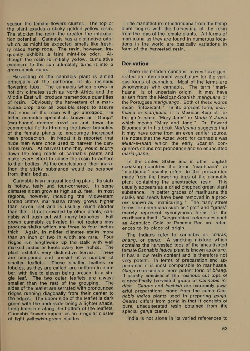 season the female flowers cluster. The top of the plant exudes a sticky golden yellow resin. The stickier the resin the greater the intoxica- tion potential. Cannabis has a distinctive odor which, as might be expected, smells like fresh- ly made hemp rope. The resin, however, fre- quently exhibits a faint mint-like odor. Al- though the resin is initially yellow, cumulative exposure to the sun ultimately turns it into a green-black color. Harvesting of the cannabis plant is aimed principally at the gathering of its resinous flowering tops. The cannabis which grows in hot dry climates such as North Africa and the Middle East will produce tremendous quantities of resin. Obviously the harvesters of a mari- huana crop take all possible steps to assure that none of the resin will go unreaped. In India, cannabis specialists known as ‘Ganja’ (marihuana) doctors travel up and down the commercial fields trimming the lower branches of the female plants to encourage increased resin production. In Nepal it is reported that nude men were once used to harvest the can- nabis resin. At harvest time they would scurry down the long roads of cannabis plants and make every effort to cause the resin to adhere to their bodies. At the conclusion of their mara- thon the sticky substance would be scraped from their bodies. Cannabis is an unusual looking plant. Its stalk is hollow, leafy and four-cornered. In some climates it can grow as high as 20 feet. In most regions, however, including the Midwestern United States marihuana rarely grows higher than seven feet and is usually much shorter than that. If not crowded by other plants, can- nabis will bush out with many branches. Full grown cannabis cultivated in hot regions may produce stalks which are three to four inches thick. Again, in milder climates stalks more than an inch or two in width are rare. Four ridges run lengthwise up the stalk with well marked nodes or knots every few inches. The plant exhibits very distinctive leaves. These are compound and consist of a number of smaller leaflets. These smaller leaflets or lobules, as they are called, are uniform in num- ber, with five to eleven being present in a sin- gle leaf. The two outer leaflets are always smaller than the rest of the grouping. The sides of the leaflet are serrated with pronounced ridges running diagonally from their center to the edges. The upper side of the leaflet is dark green with the underside being a lighter shade. Long hairs run along the bottom of the leaflets. Cannabis flowers appear as an irregular cluster of light yellowish-green shades. The manufacture of marihuana from the hemp plant begins with the harvesting of the resin from the tops of the female plants. All forms of marihuana as they are found in numerous loca- tions in the world are basically variations in form of the harvested resin. Derivation These resin-laden cannabis leaves have gen- erated an international vocabulary for the vari- ous forms of cannabis. Most of the terms are synonymous with cannabis. The term ‘‘mari- huana” is of uncertain origin. It may have arisen from the Mexican-Spanish mariguana or the Portugese mariguango. Both of these words mean “intoxicant.” In its present form, mari- huana or marijuana, it is Mexican-Spanish for the girl’s name ‘‘Mary Jane” or Maria Y Juana which means “Mary and Jane.” Dr. Edward Bloomquist in his book Marijuana suggests that it may have come from an even earlier source. He notes that the Aztec word for cannabis was Milan-a-Huan which the early Spanish con- querors cound not pronounce and so enunciated maria-juana. In the United States and in other English speaking countries the term “marihuana”’ or “marijuana” usually refers to the preparation made from the flowering tops of the cannabis plant containing the unextracted resin. This usually appears as a dried chopped green plant substance. In better grades of marihuana the stalks and seeds have been removed in a proc- ess known as “manicuring.” The many street terms for marihuana such as “pot” and ‘“‘grass” merely represent synonymous terms for the marihuana itself. Geographical references such as Acapulco Gold or Panama Red are refer- ences to its place of origin. The Indians refer to cannabis as charas, bhang, or ganja. A smoking mixture which contains the harvested tops of the uncultivated female Cannabis indica plant is known as bhang. It has a low resin content and is therefore not very potent. In terms of preparation and ap- pearance it is most comparable to marihuana. Ganja represents a more potent form of bhang. It usually consists of the resinous cut tops of a specifically harvested grade of Cannabis in- dica. Charas and hashish are extremely pow- erful preparations made from the same Can- nabis indica plants used in preparing ganja. Charas differs from ganja in that it consists of pure, unadulterated resin obtained from the special ganja plants. India is not alone in its varied references to