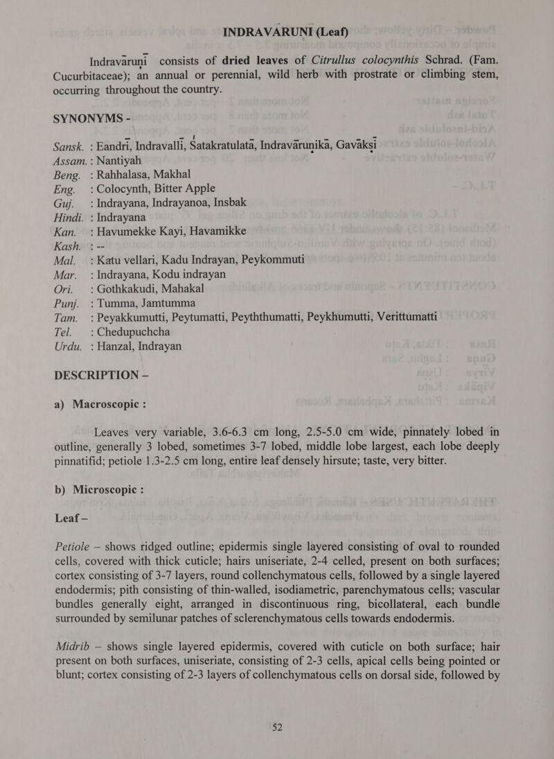 Indravaruni consists of dried leaves of Citrullus colocynthis Schrad. (Fam. Cucurbitaceae); an annual or perennial, wild herb with prostrate or climbing stem, occurring throughout the country. SYNONYMS - Sansk. : Eandri, Indravalli, Satakratulata, Indravarunika, Gavaksi Assam. : Nantiyah Beng. : Rahhalasa, Makhal Eng. =: Colocynth, Bitter Apple Guj. _ : Indrayana, Indrayanoa, Insbak Hindi. : Indrayana Kan. : Havumekke Kayi, Havamikke Kash. : -- Mal. =: Katu vellari, Kadu Indrayan, Peykommuti Mar. = : Indrayana, Kodu indrayan Ori. : Gothkakudi, Mahakal Punj. :Tumma, Jamtumma Tam. =: Peyakkumutti, Peytumatti, Peyththumatti, Peykhumutti, Verittumatti Tel. |: Chedupuchcha । Urdu. : Hanzal, Indrayan DESCRIPTION — a) Macroscopic : Leaves very variable, 3.6-6.3 cm long, 2.5-5.0 cm wide, pinnately lobed in outline, generally 3 lobed, sometimes 3-7 lobed, middle lobe largest, each lobe deeply pinnatifid; petiole 1.3-2.5 cm long, entire leaf densely hirsute; taste, very bitter. b) Microscopic : Leaf - Petiole — shows ridged outline; epidermis single layered consisting of oval to rounded cells, covered with thick cuticle; hairs uniseriate, 2-4 celled, present on both surfaces; cortex consisting of 3-7 layers, round collenchymatous cells, followed by a single layered endodermis; pith consisting of thin-walled, isodiametric, parenchymatous cells; vascular bundles generally eight, arranged in discontinuous ring, bicollateral, each bundle surrounded by semilunar patches of sclerenchymatous cells towards endodermis. Midrib — shows single layered epidermis, covered with cuticle on both surface; hair present on both surfaces, uniseriate, consisting of 2-3 cells, apical cells being pointed or blunt; cortex consisting of 2-3 layers of collenchymatous cells on dorsal side, followed by