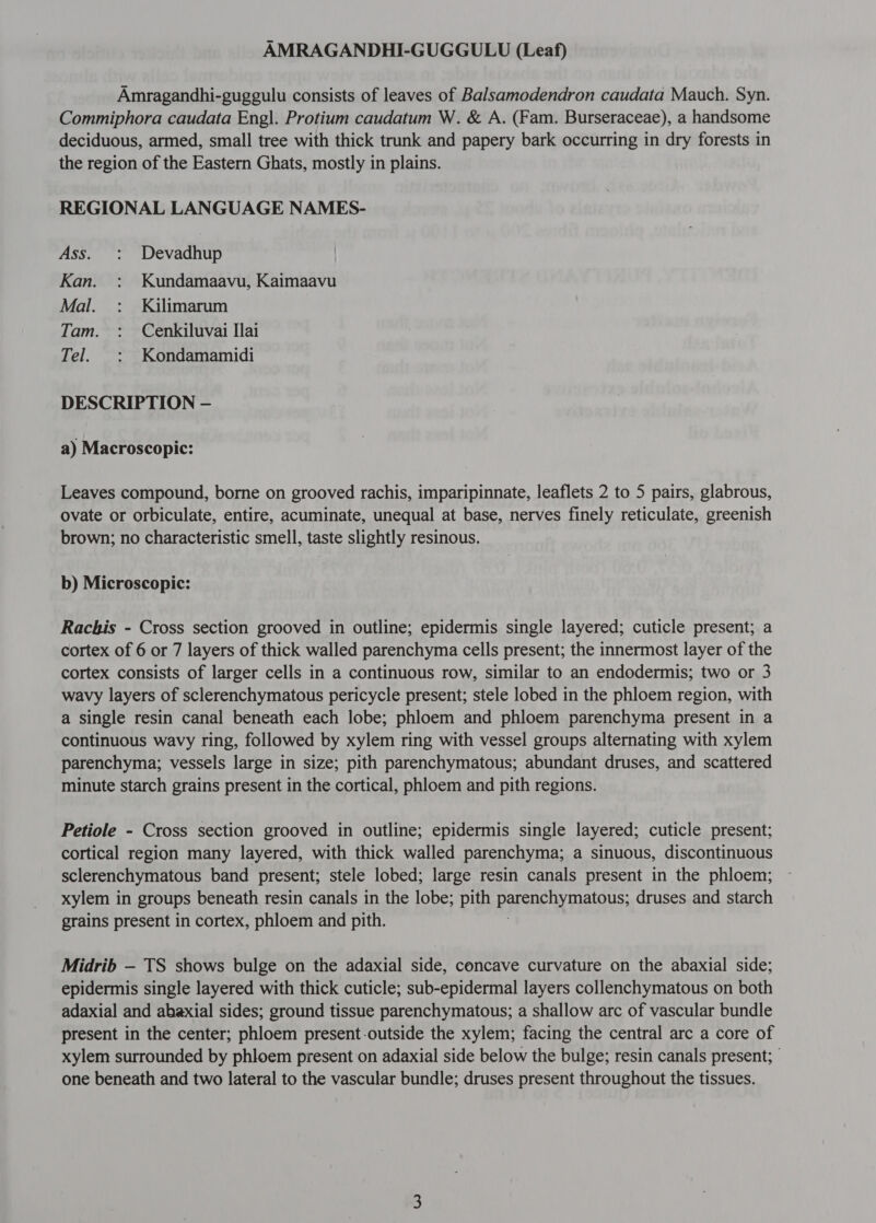 AMRAGANDHI-GUGGULU (Leaf) Amragandhi-guggulu consists of leaves of Balsamodendron caudata Mauch. Syn. Commiphora caudata Engl. Protium caudatum W. &amp; A. (Fam. Burseraceae), a handsome deciduous, armed, small tree with thick trunk and papery bark occurring in dry forests in the region of the Eastern Ghats, mostly in plains. REGIONAL LANGUAGE NAMES- Ass. : Devadhup Kan. : Kundamaavu, Kaimaavu Mal. : Kilimarum Tam. : Cenkiluvai भ Tel. : Kondamamidi DESCRIPTION — a) Macroscopic: Leaves compound, borne on grooved rachis, imparipinnate, leaflets 2 to 5 pairs, glabrous, ovate or orbiculate, entire, acuminate, unequal at base, nerves finely reticulate, greenish brown; no characteristic smell, taste slightly resinous. b) Microscopic: Rachis - Cross section grooved in outline; epidermis single layered; cuticle present; a cortex of 6 or 7 layers of thick walled parenchyma cells present; the innermost layer of the cortex consists of larger cells in a continuous row, similar to an endodermis; two or 3 wavy layers of sclerenchymatous pericycle present; stele lobed in the phloem region, with a single resin canal beneath each lobe; phloem and phloem parenchyma present in a continuous wavy ring, followed by xylem ring with vessel groups alternating with xylem parenchyma; vessels large in size; pith parenchymatous; abundant druses, and scattered minute starch grains present in the cortical, phloem and pith regions. Petiole - Cross section grooved in outline; epidermis single layered; cuticle present; cortical region many layered, with thick walled parenchyma; a sinuous, discontinuous sclerenchymatous band present; stele lobed; large resin canals present in the phloem xylem in groups beneath resin canals in the lobe; pith parenchymatous; druses and starch grains present in cortex, phloem and pith Midrib — TS shows bulge on the adaxial side, concave curvature on the abaxial side; epidermis single layered with thick cuticle; sub-epidermal layers collenchymatous on both adaxial and abaxial sides; ground tissue parenchymatous; a shallow arc of vascular bundle present in the center; phloem present-outside the xylem; facing the central arc a core of xylem surrounded by phloem present on adaxial side below the bulge; resin canals present; | one beneath and two lateral to the vascular bundle; druses present throughout the tissues.